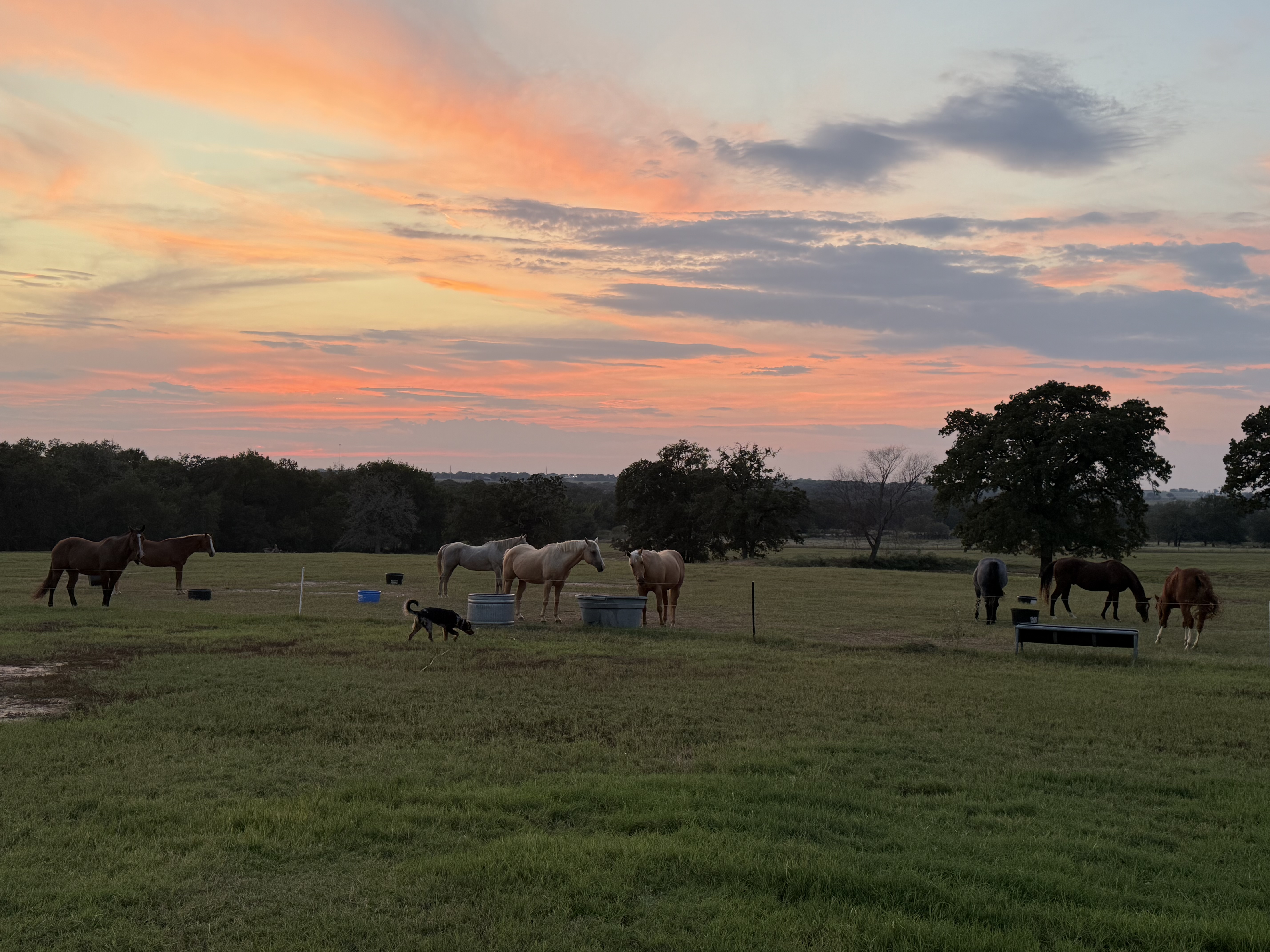 Happy horses