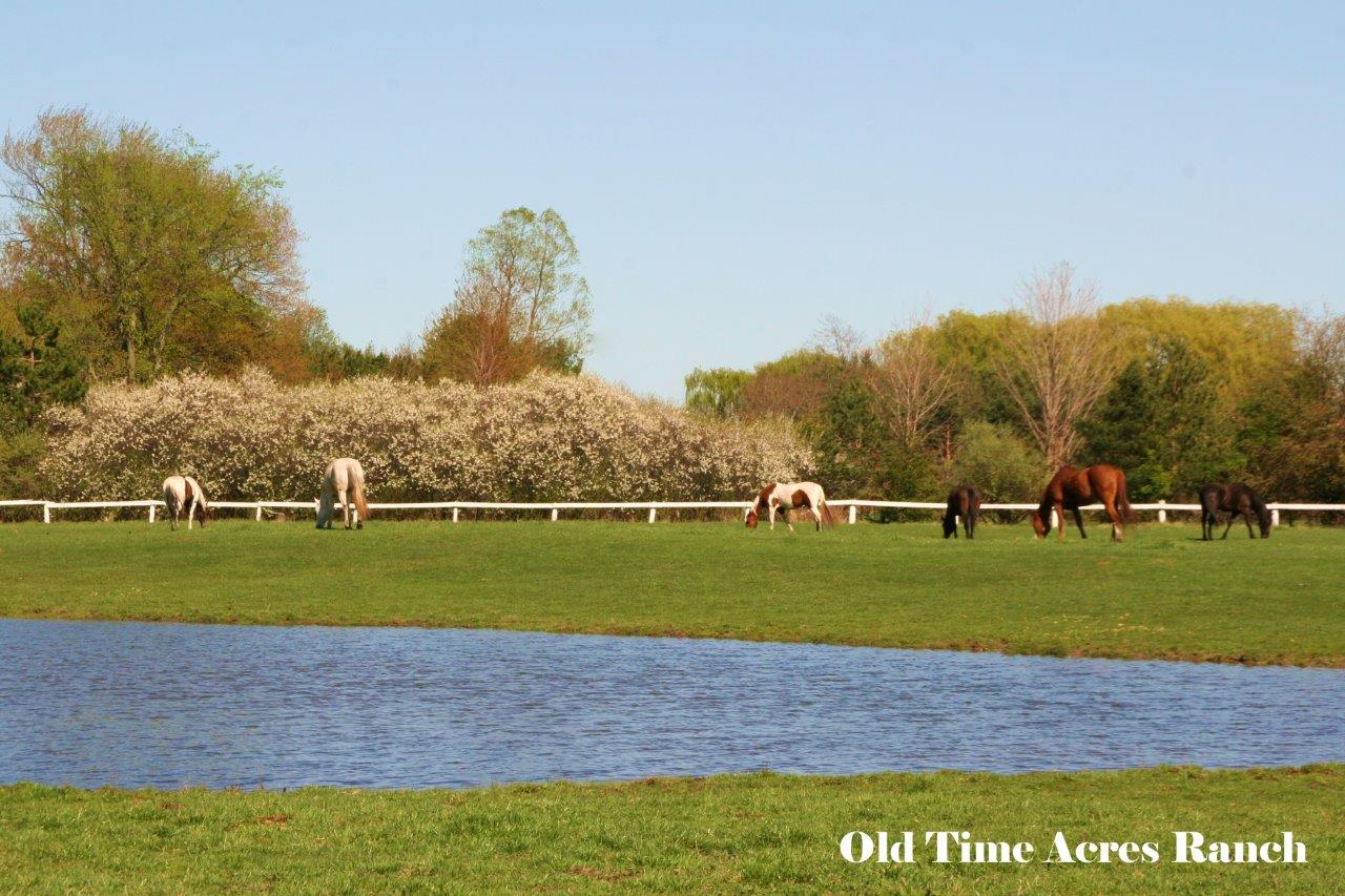 Pond in big pasture