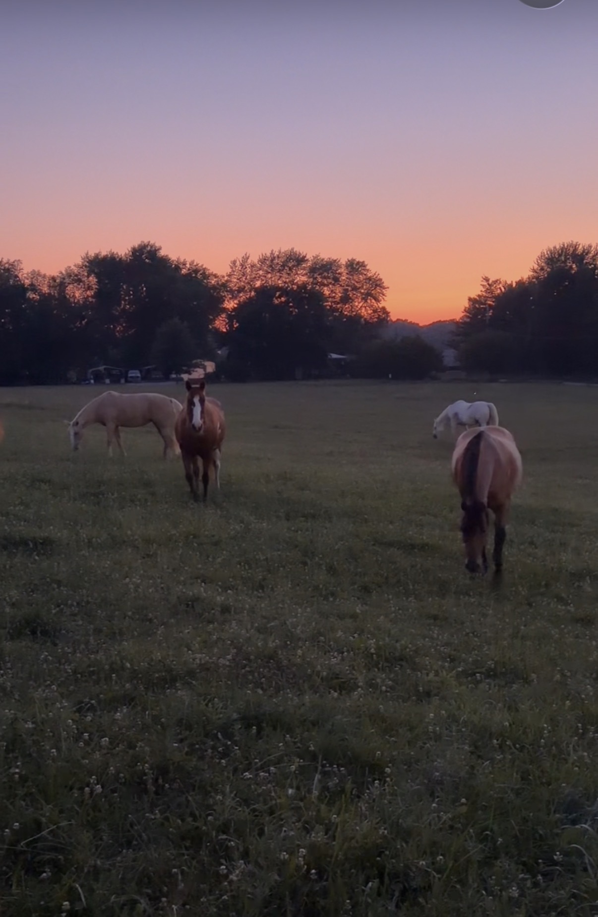 Pasture