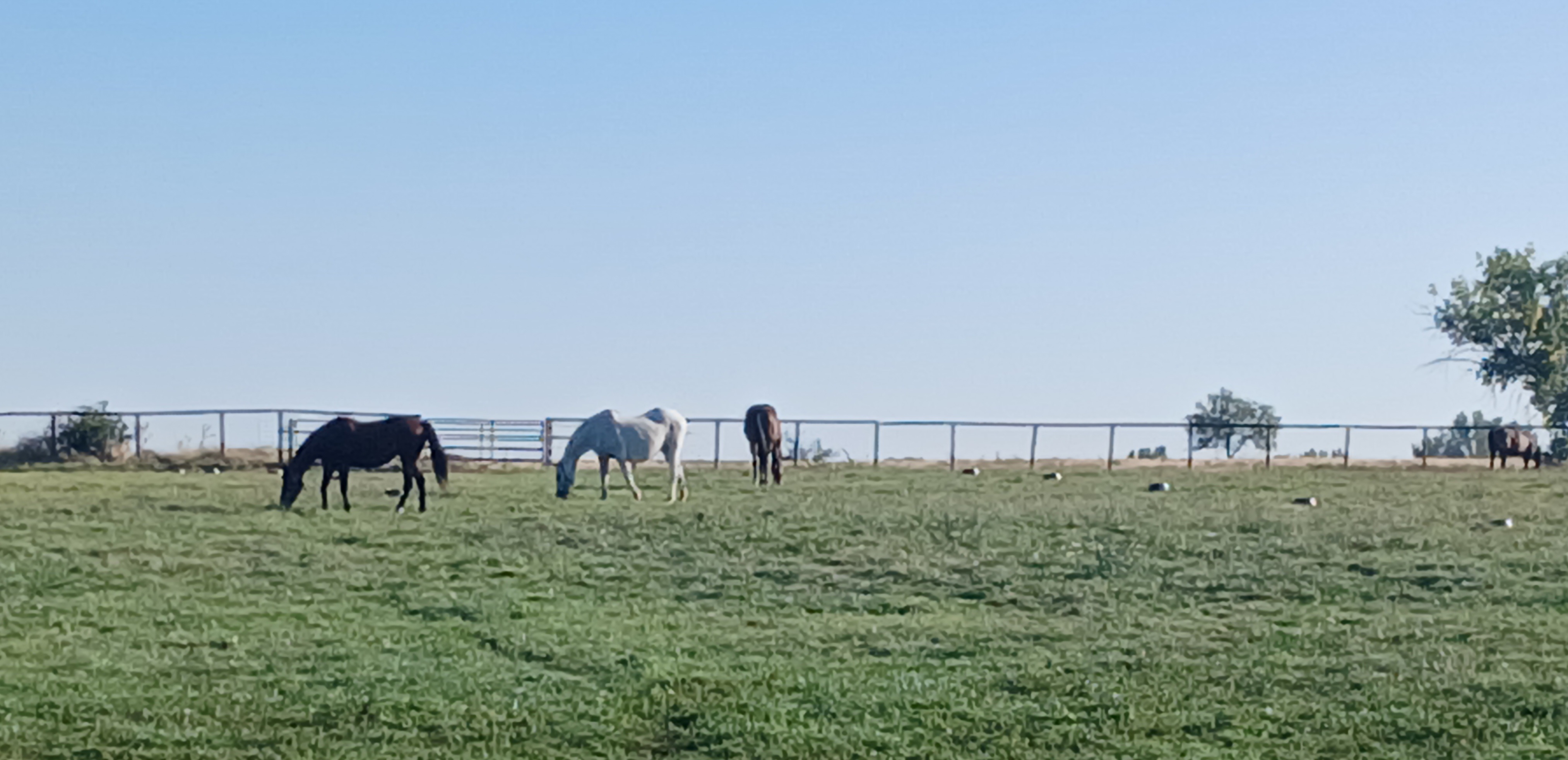 Mares in pasture