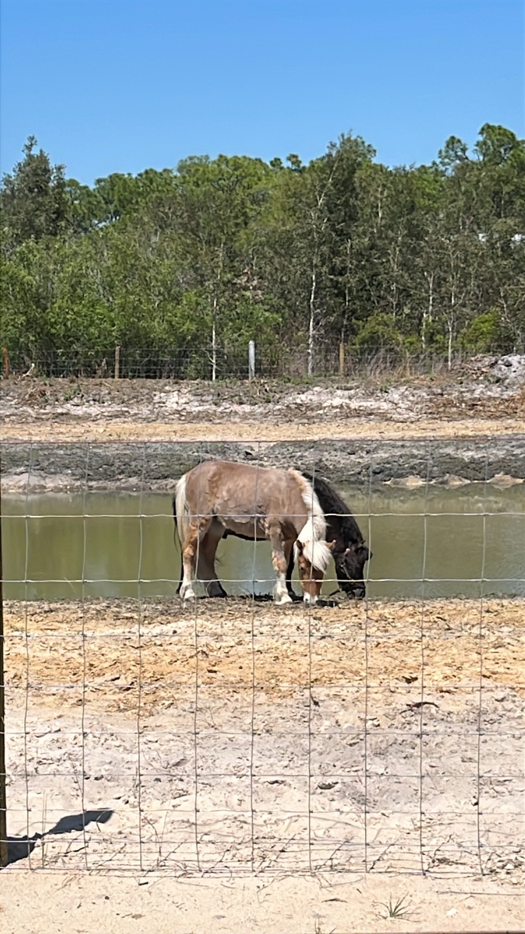 Grazing in Paddock 1