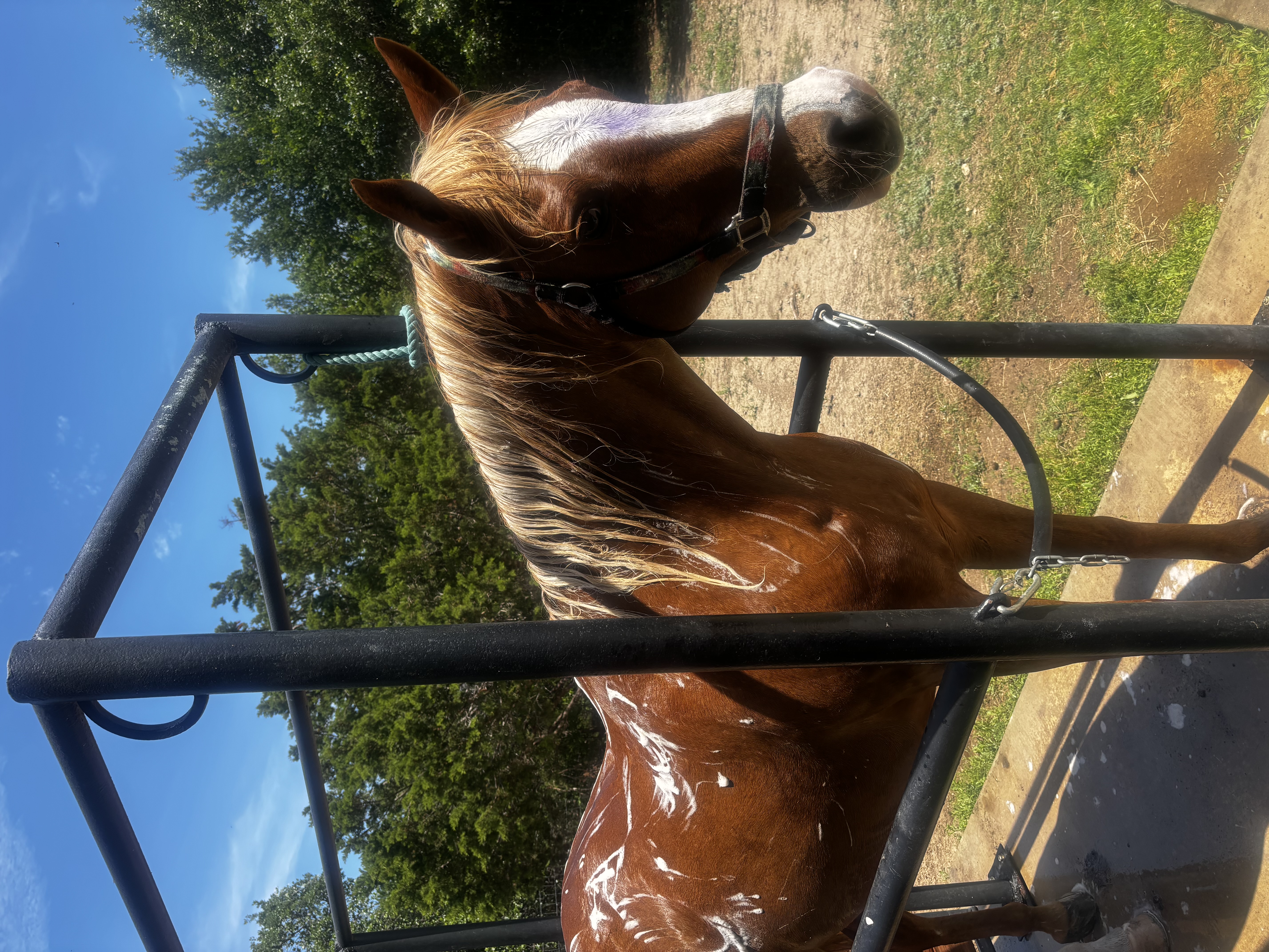 VET Stock
