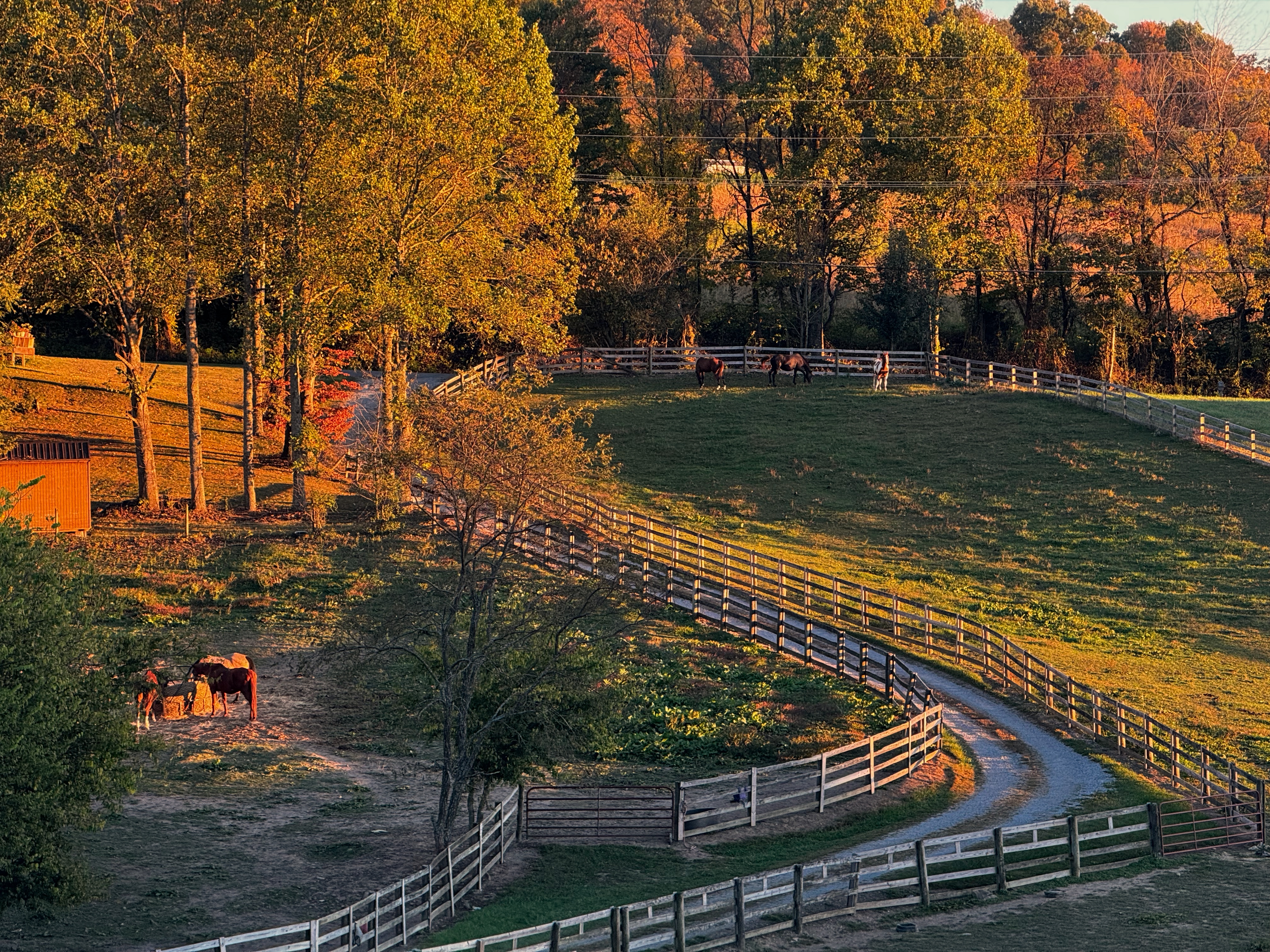 Mare Field