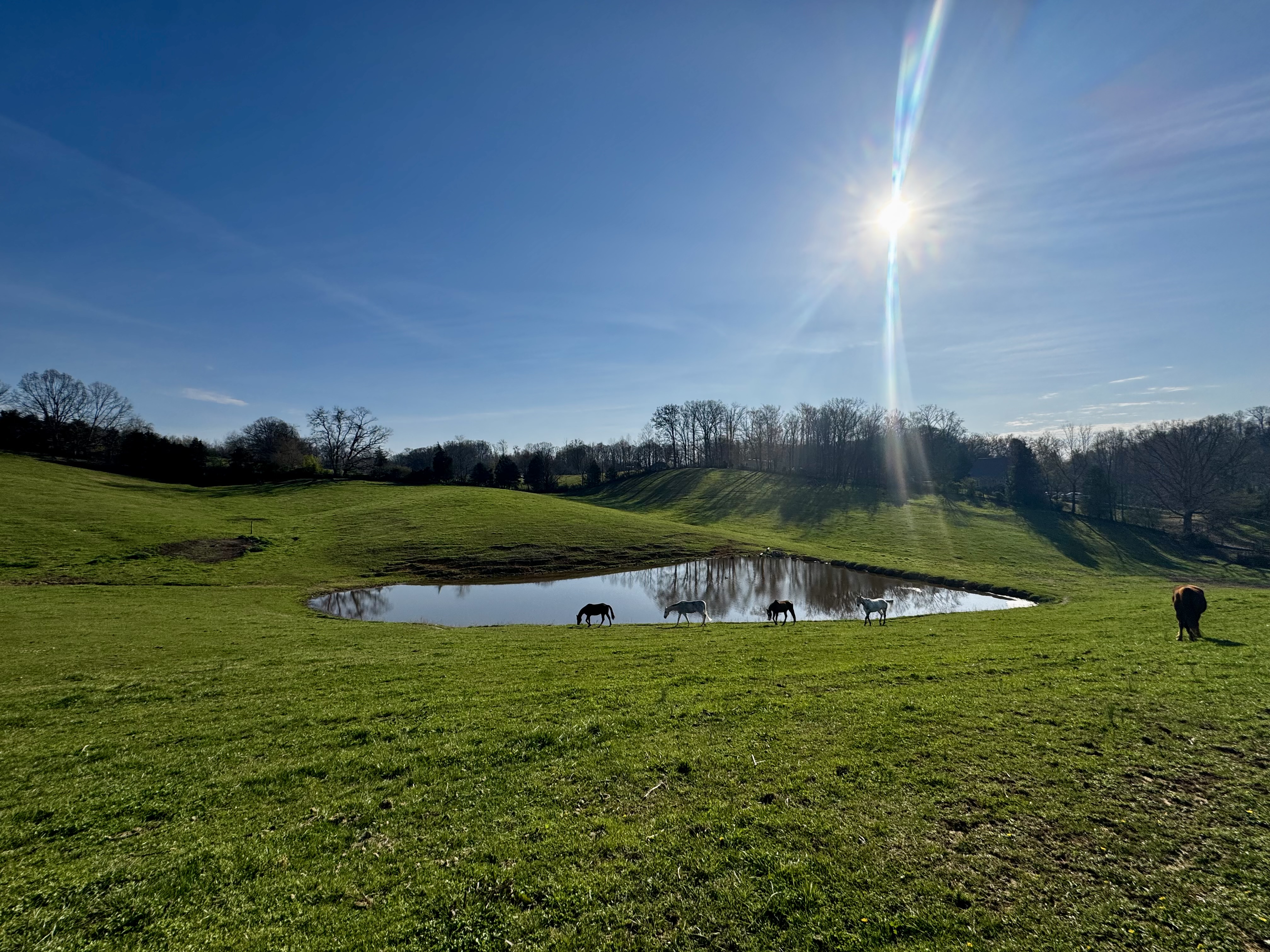 Gelding Field