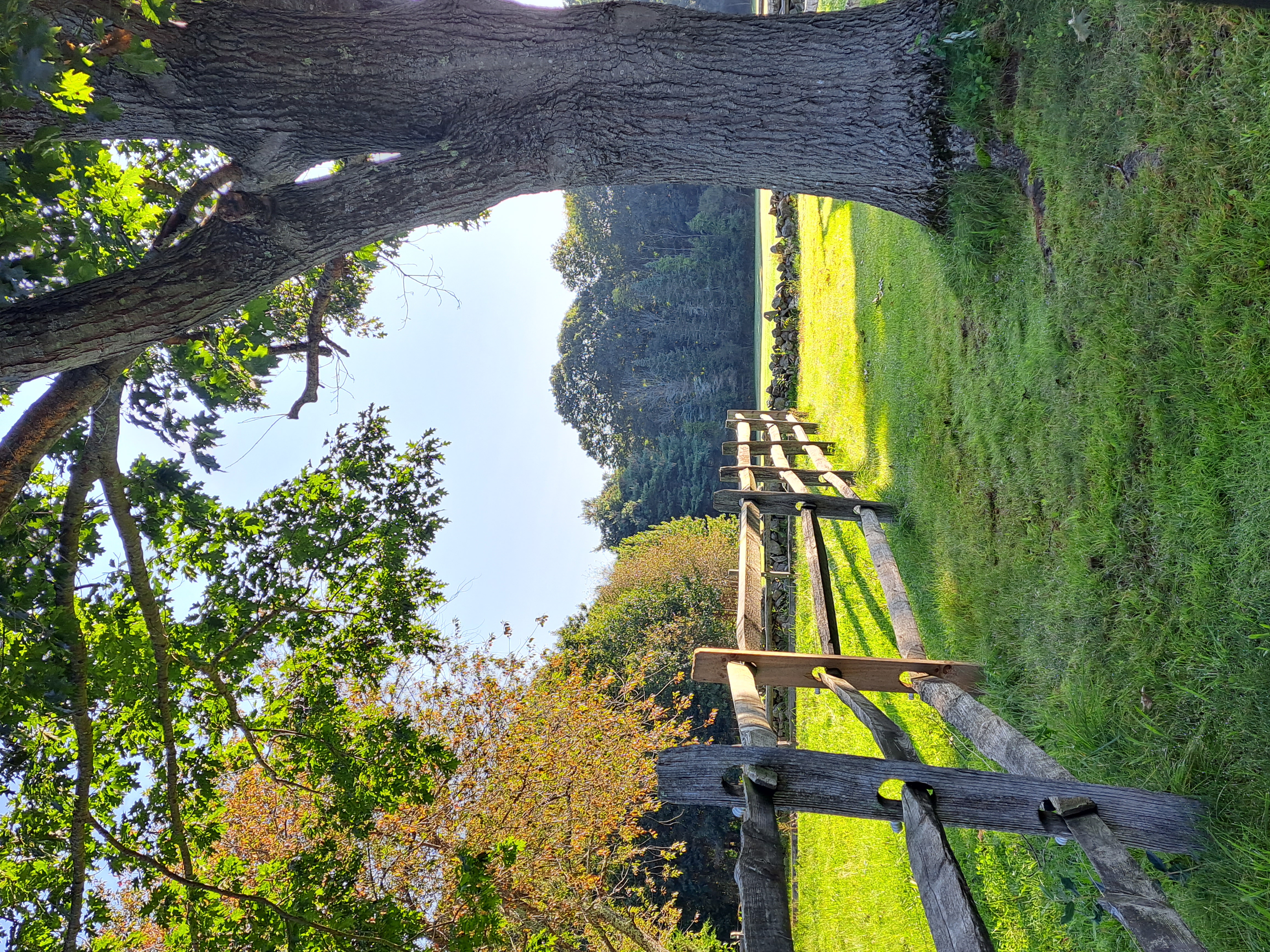 Paddock
