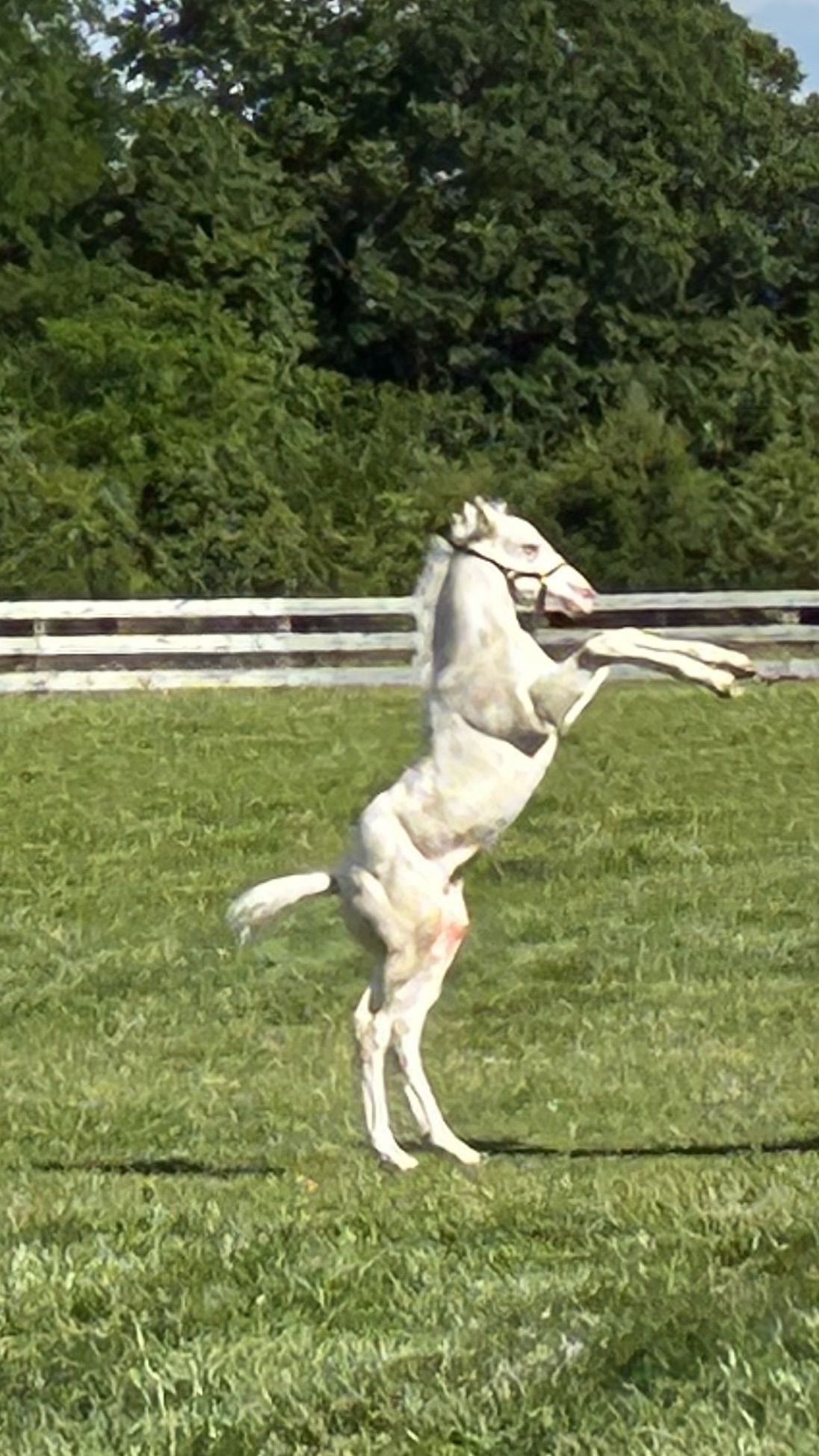 Colt being colt!
