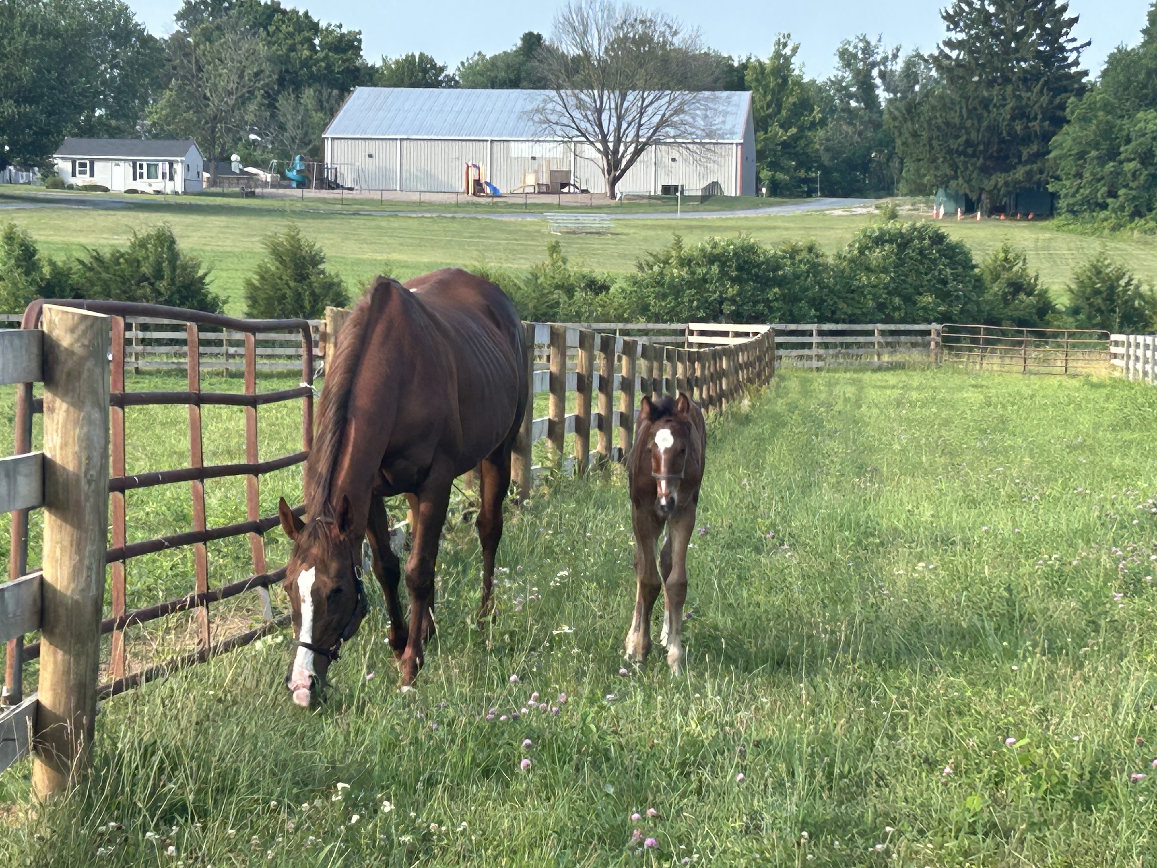 Mare and foal.