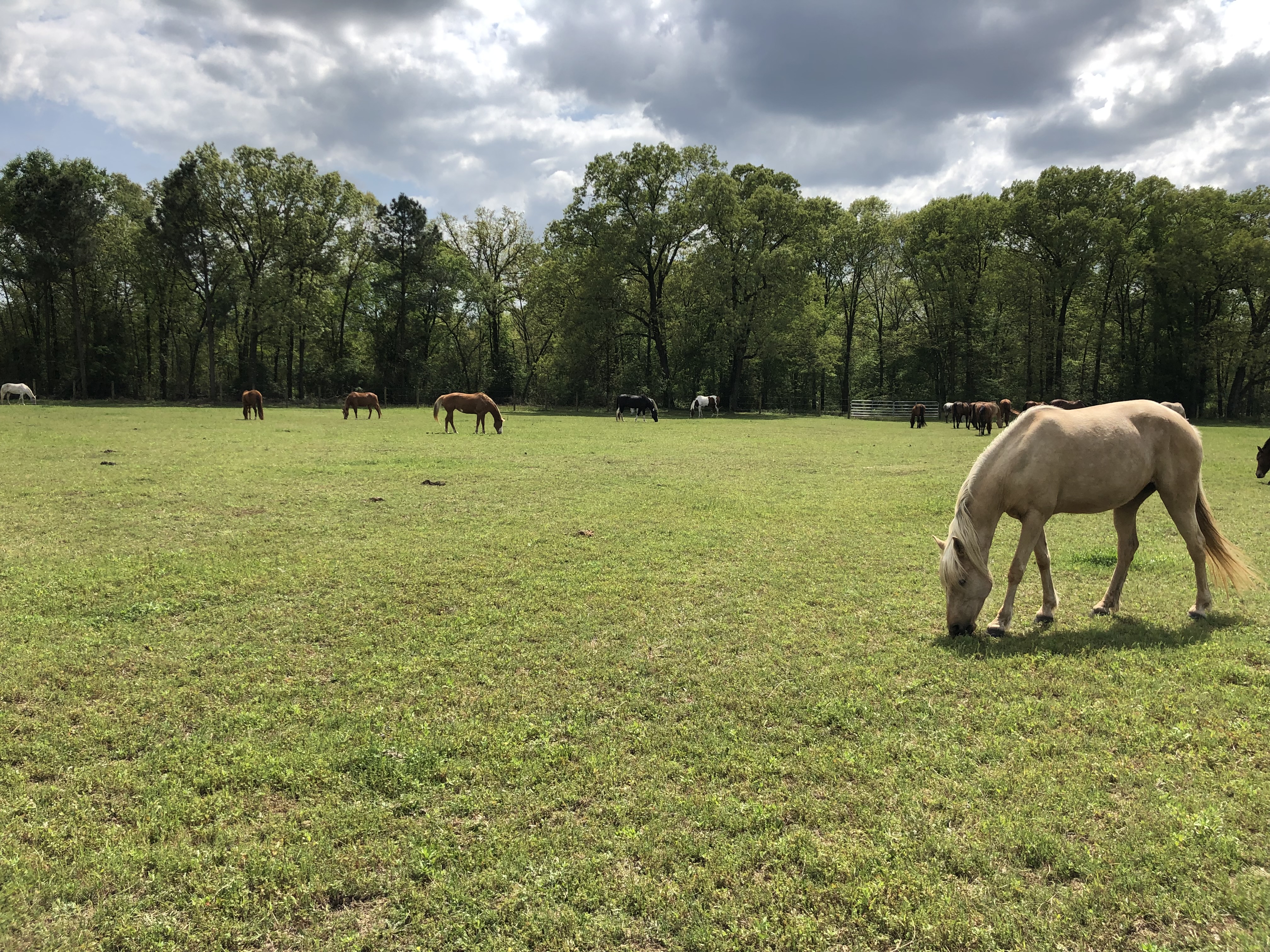 Large pastures