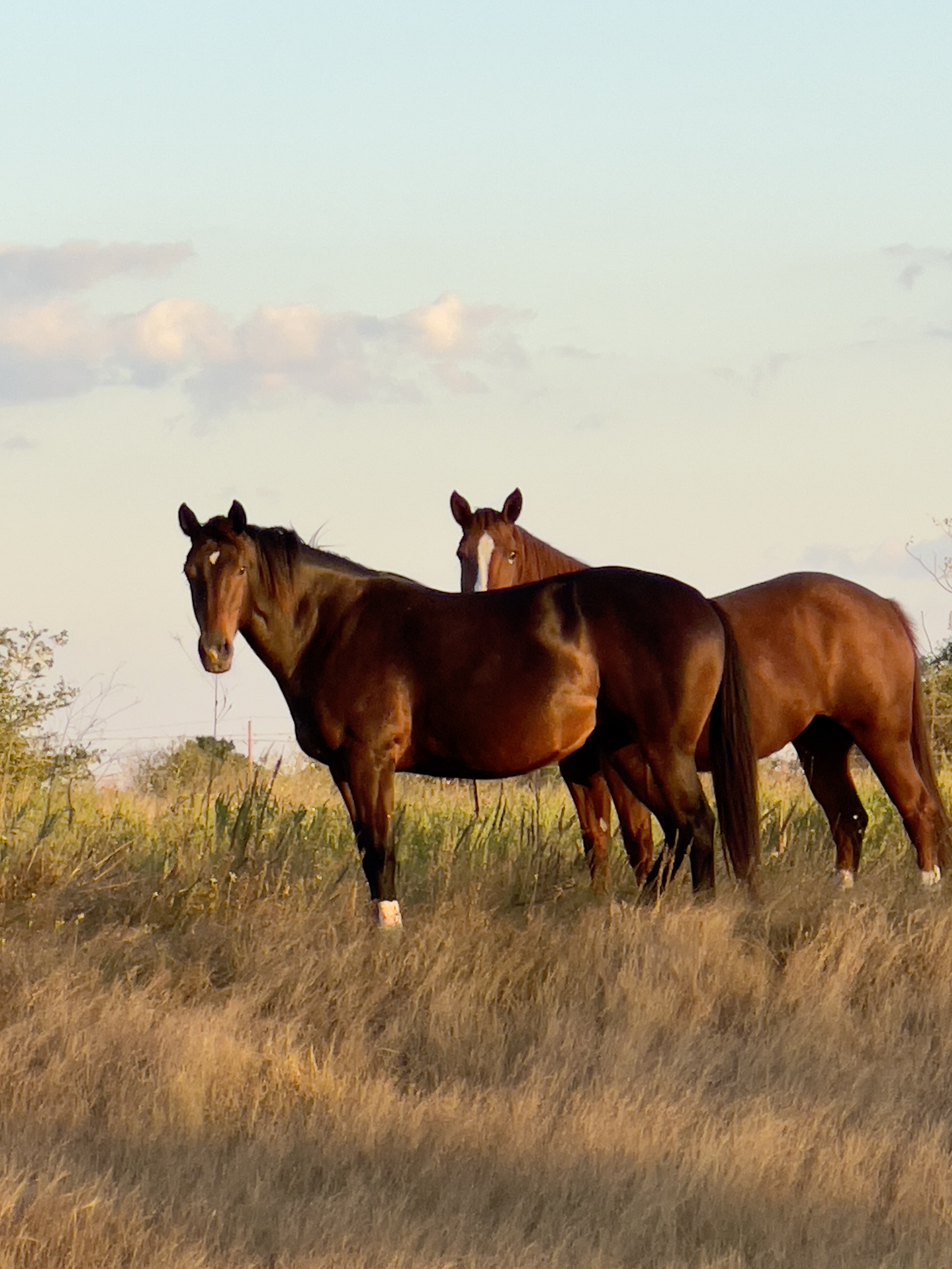 Large pastures no overcrowding