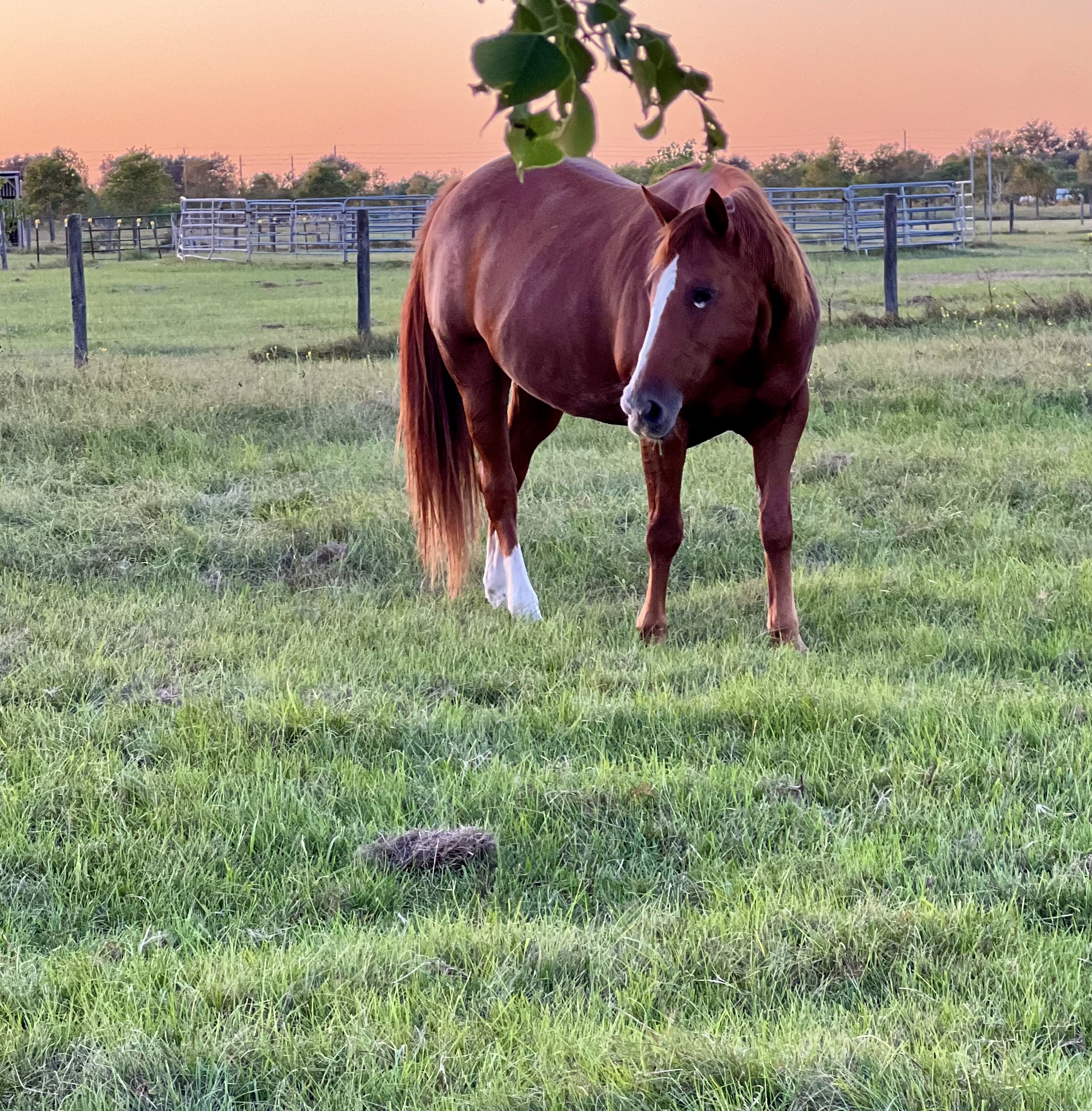 Excellent green pastures and in the winter hay provided
