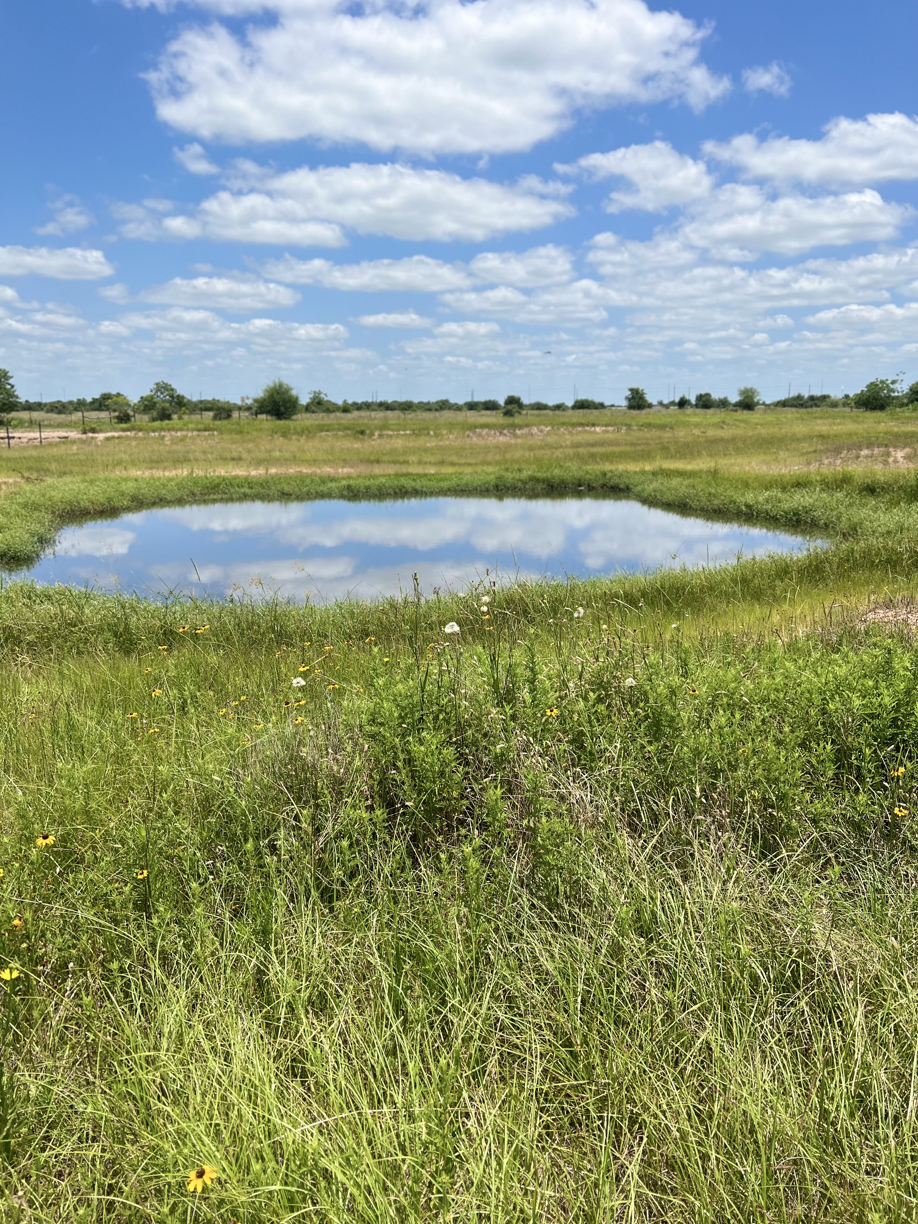 Fully stocked pond with catfish and bass