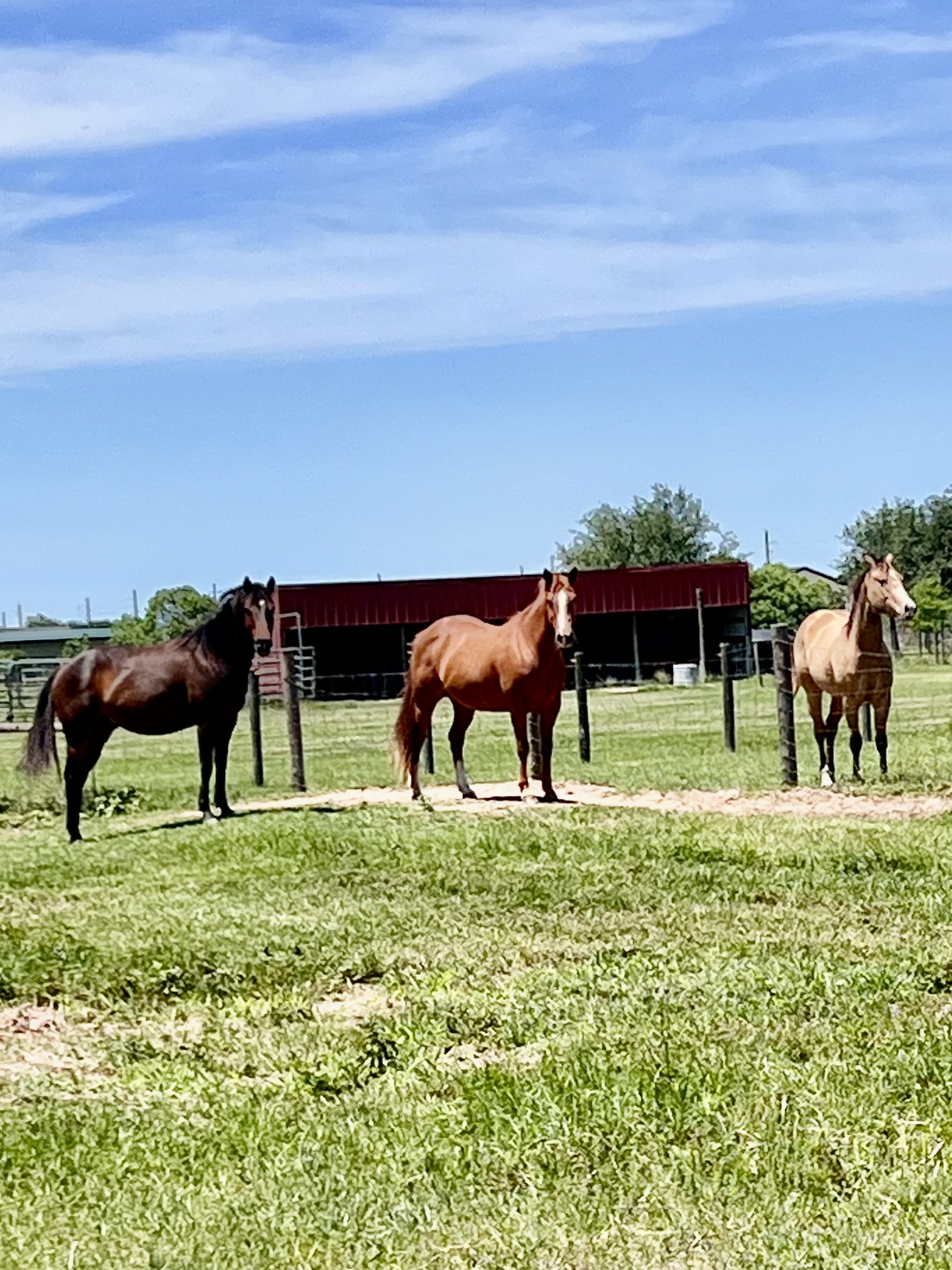 All horse fenced with separated pastures