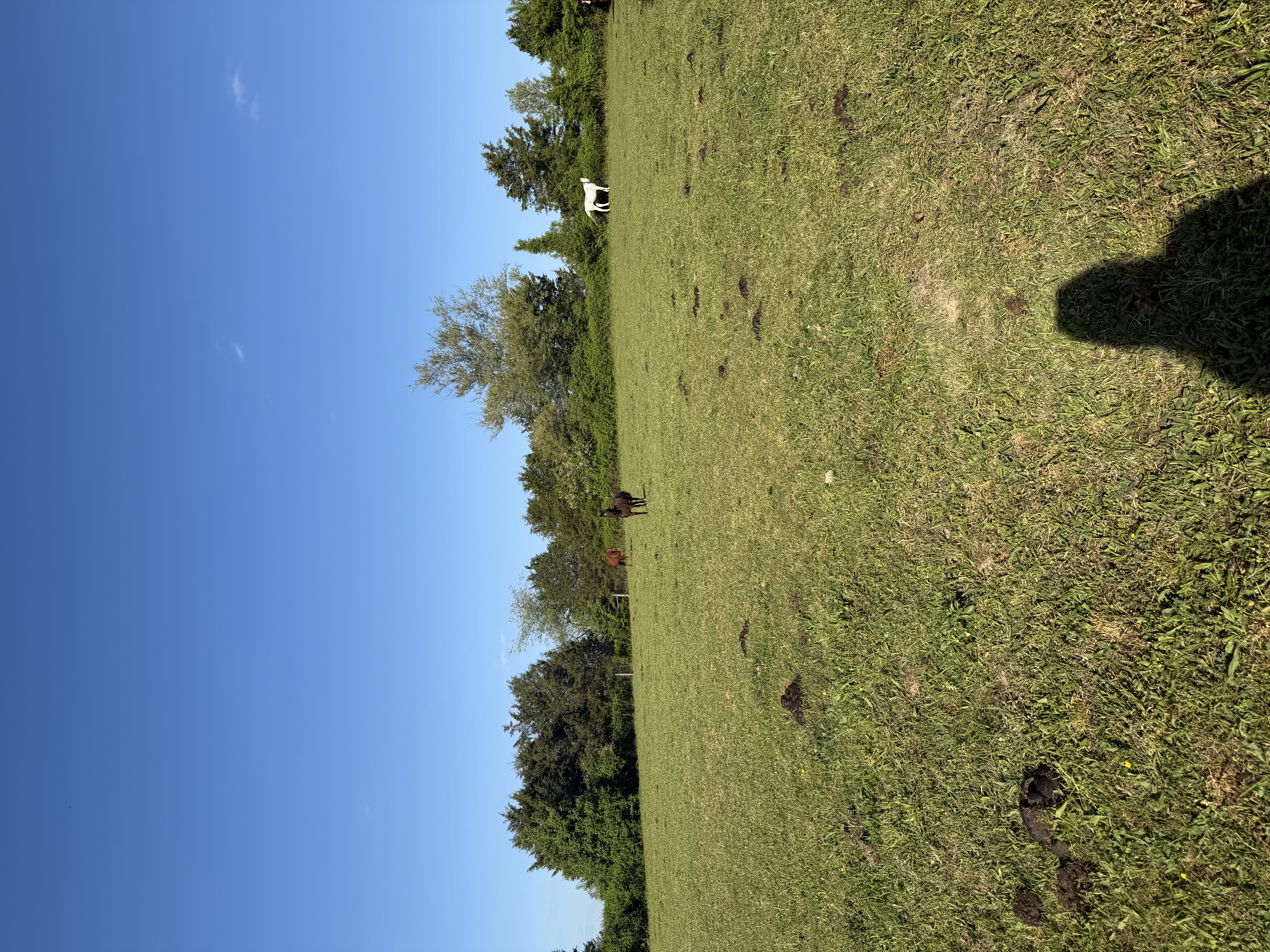 Ponies