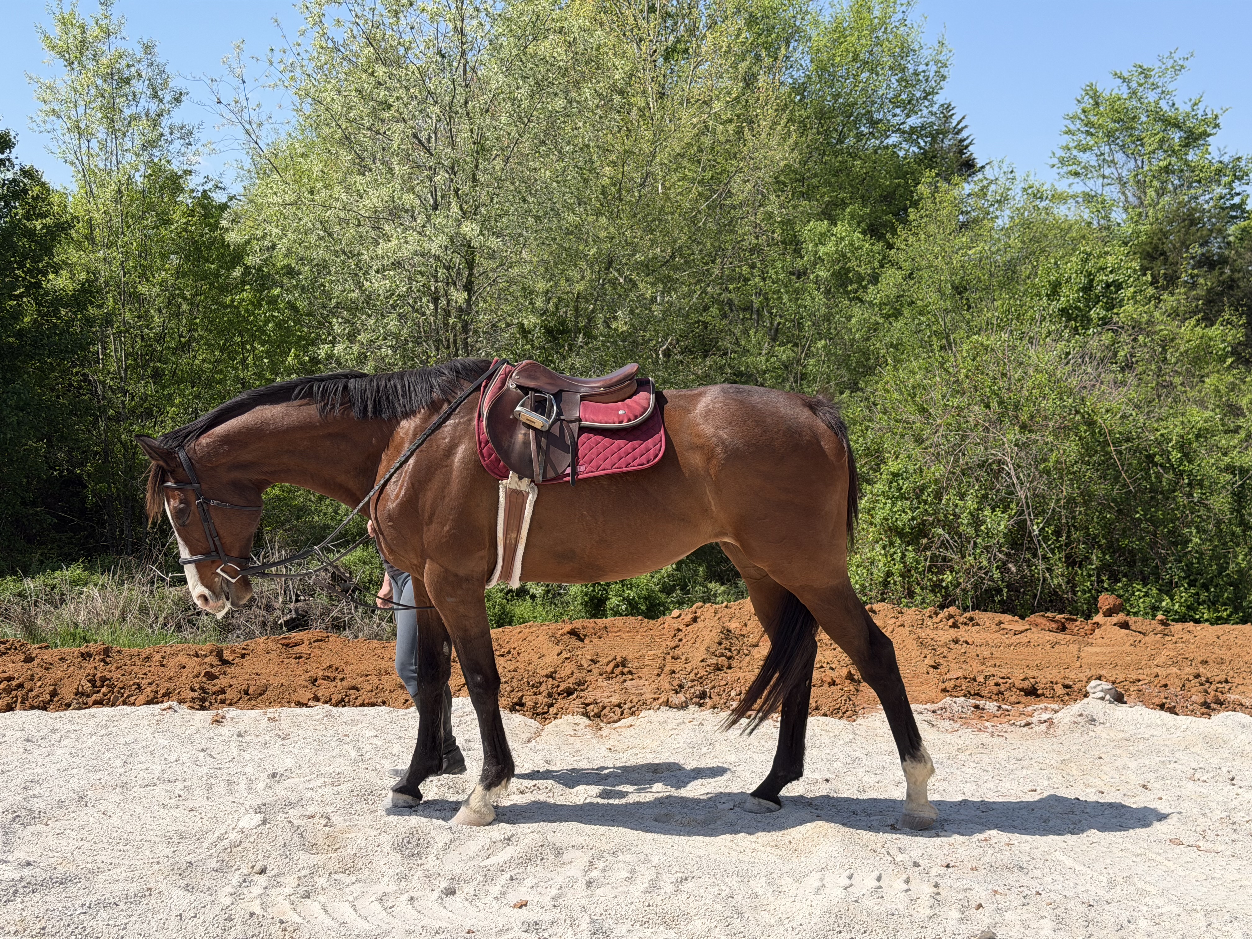 Monty one of our lesson horses
