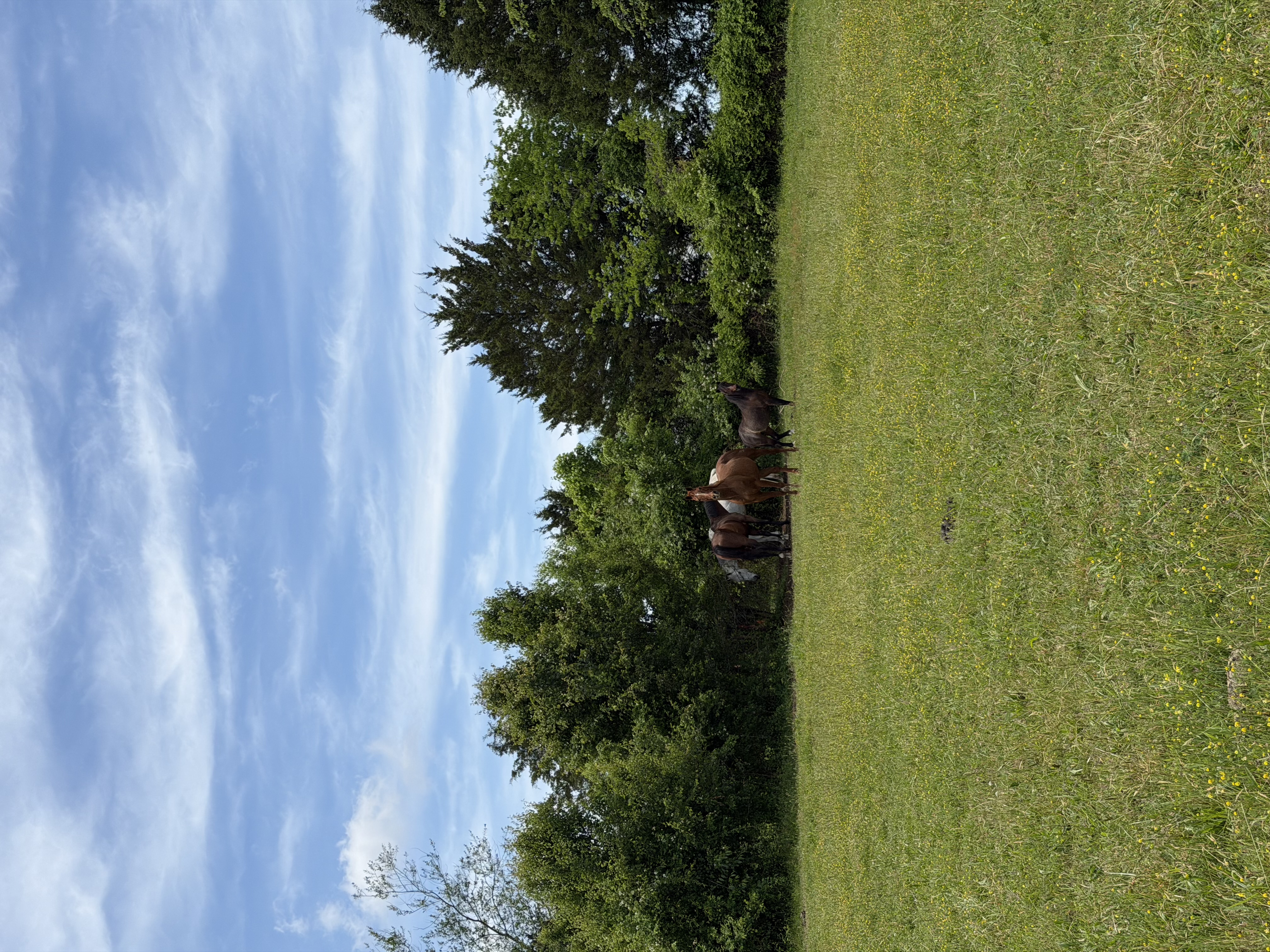 Some of our Ponies