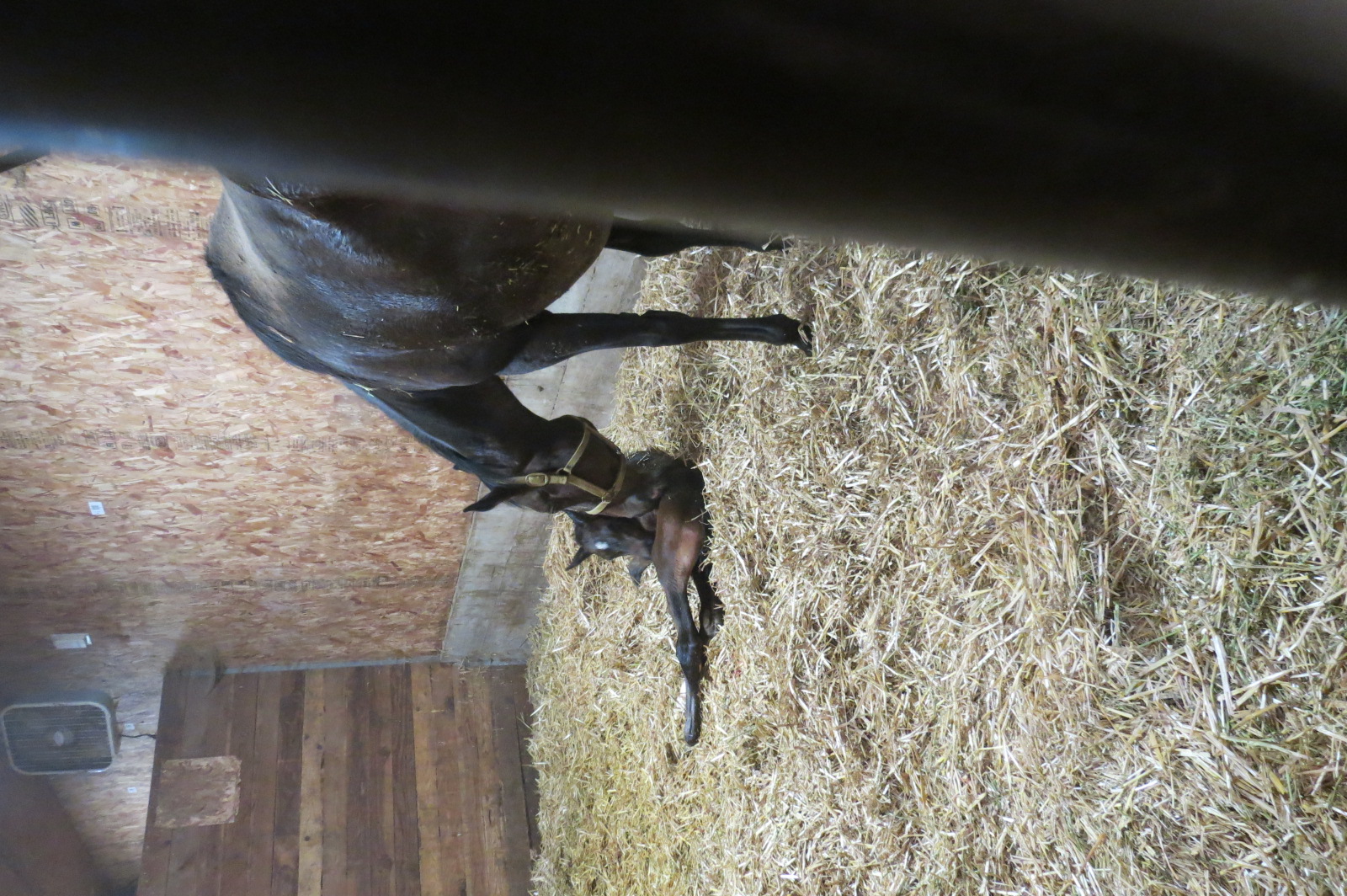 Another foaling stall