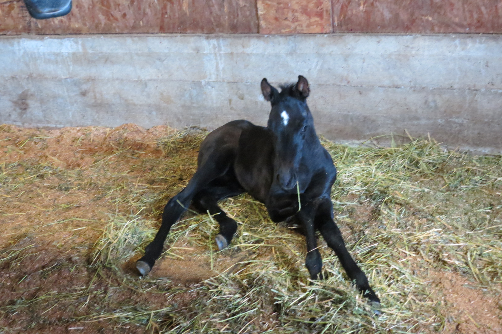 Foaling stalls