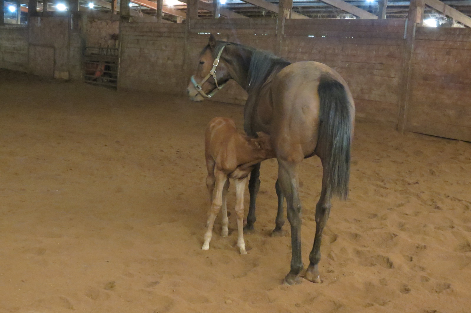 Indoor arena