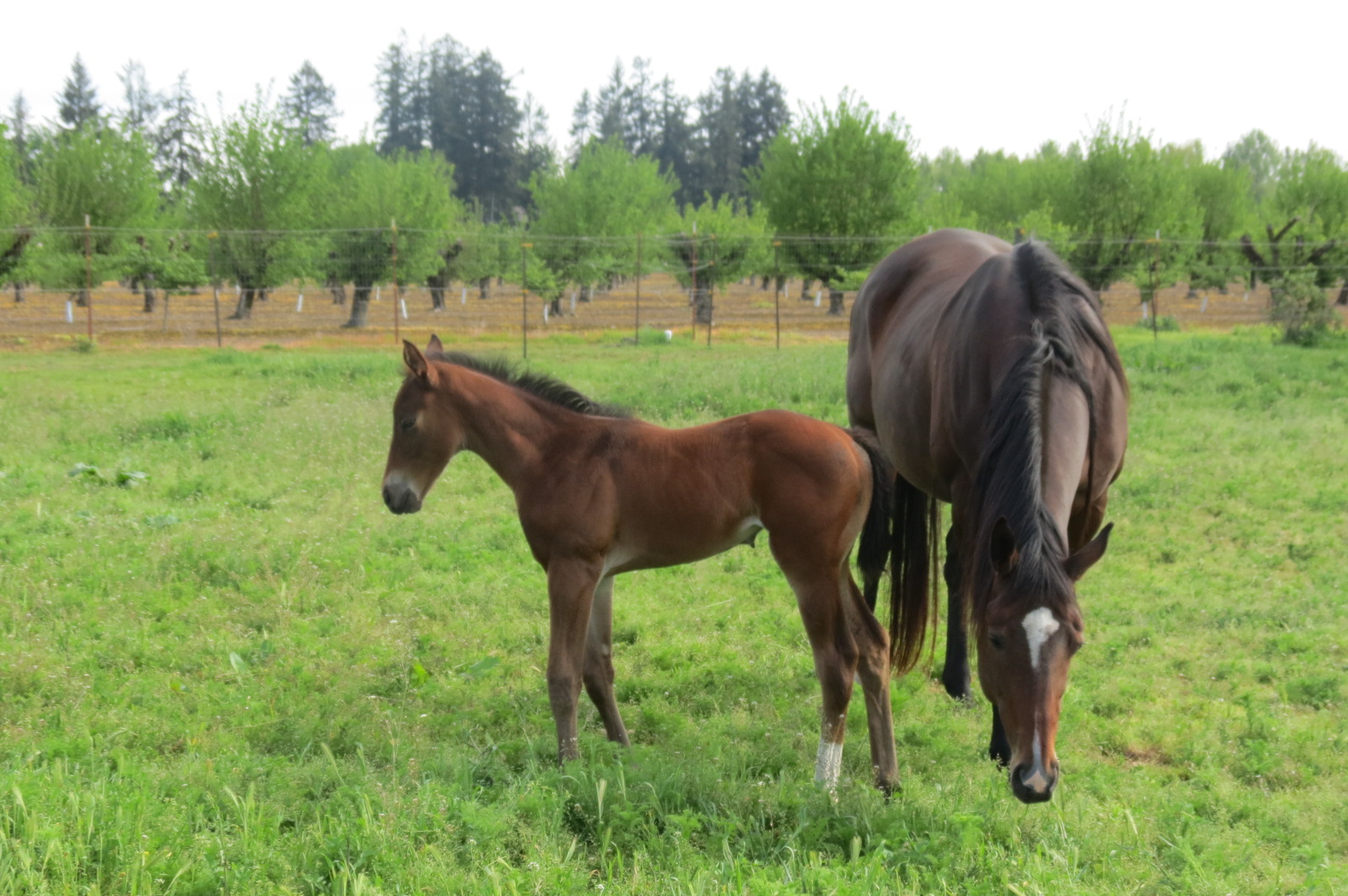 Greener Pastures
