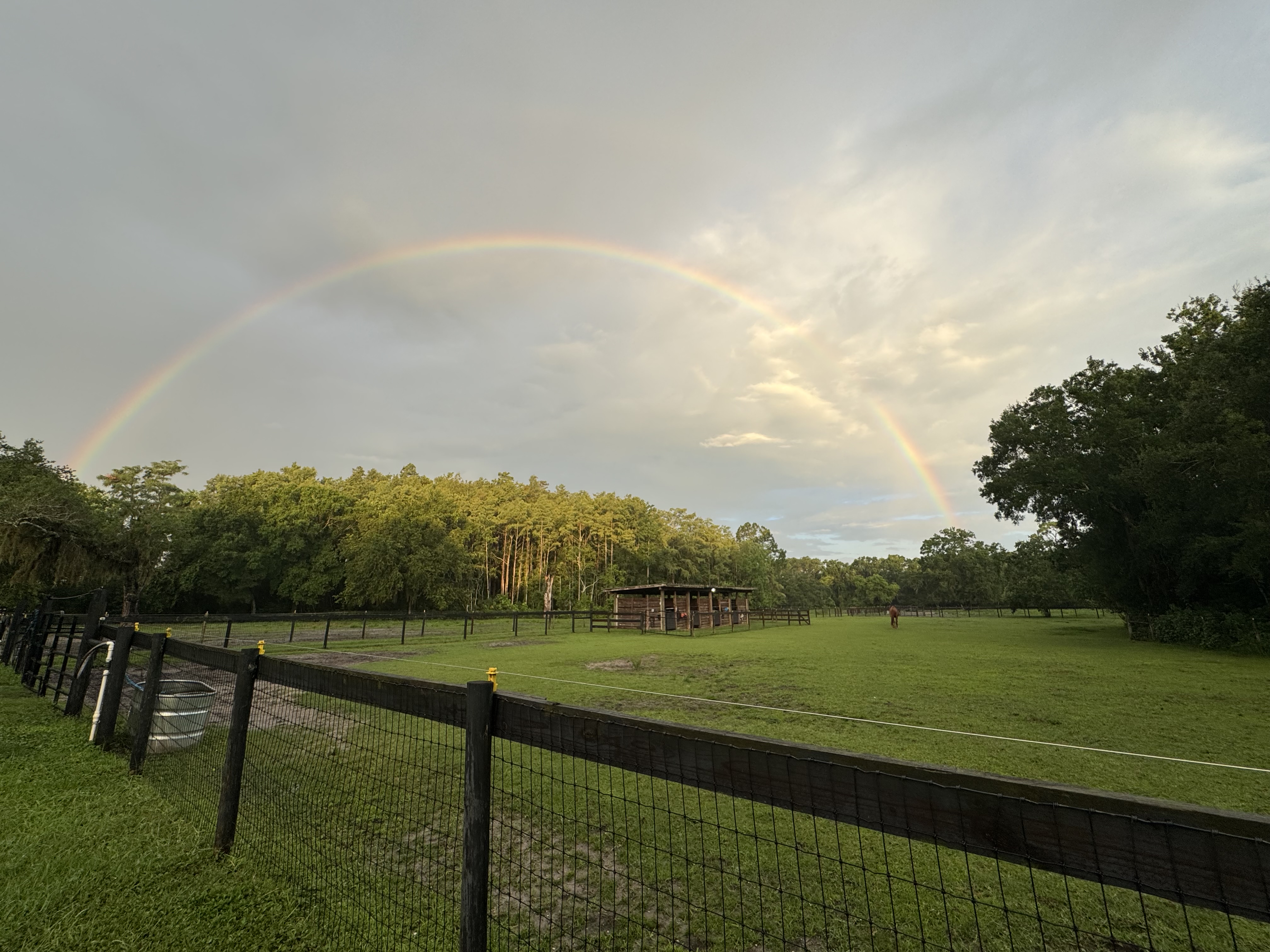 Oversized pastures surrounded by trees, giving our horses peace and comfort from the outside world.