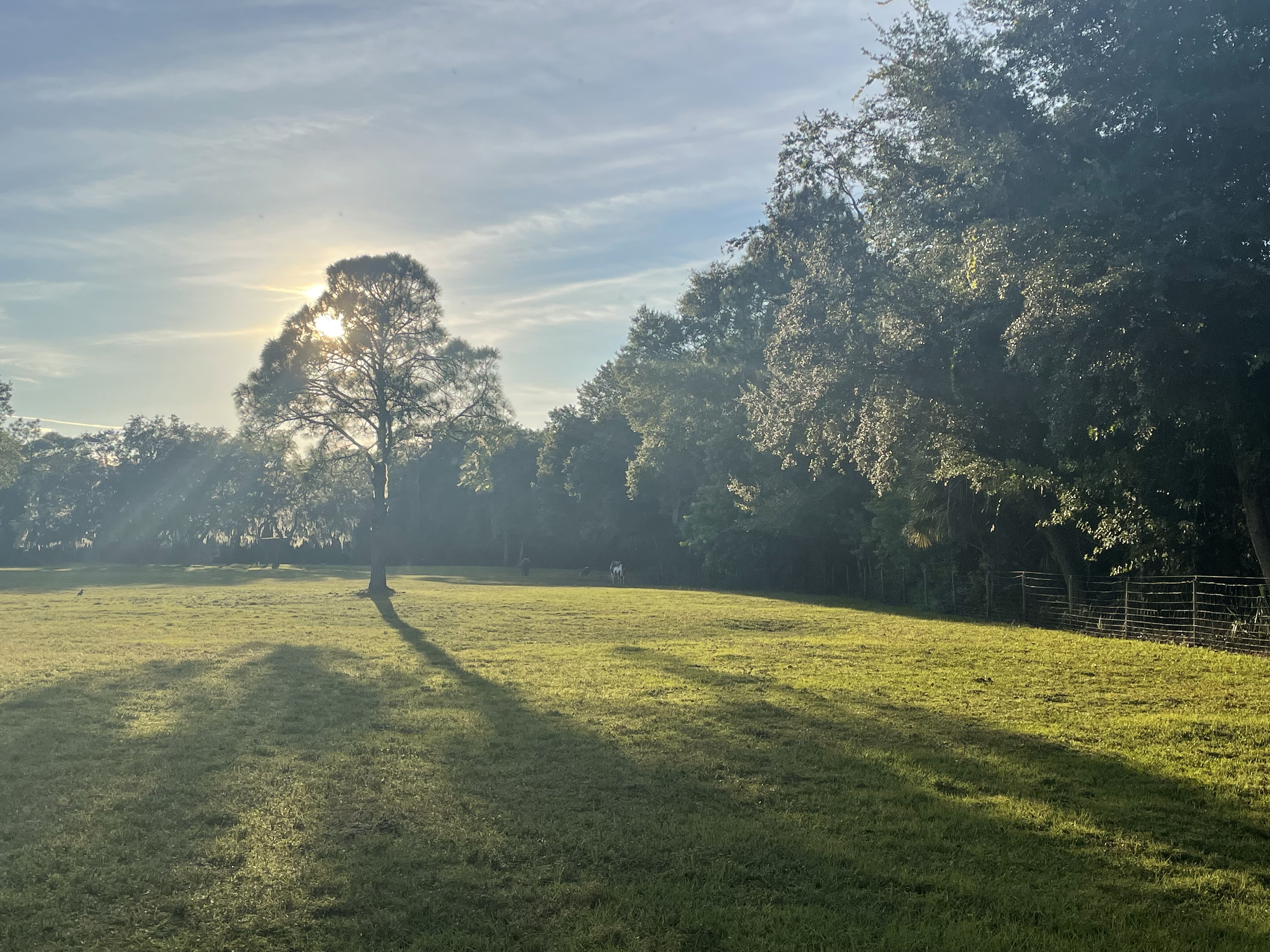 Grass pastures with plenty of room for our horses to stretch their legs and “be a horse”.