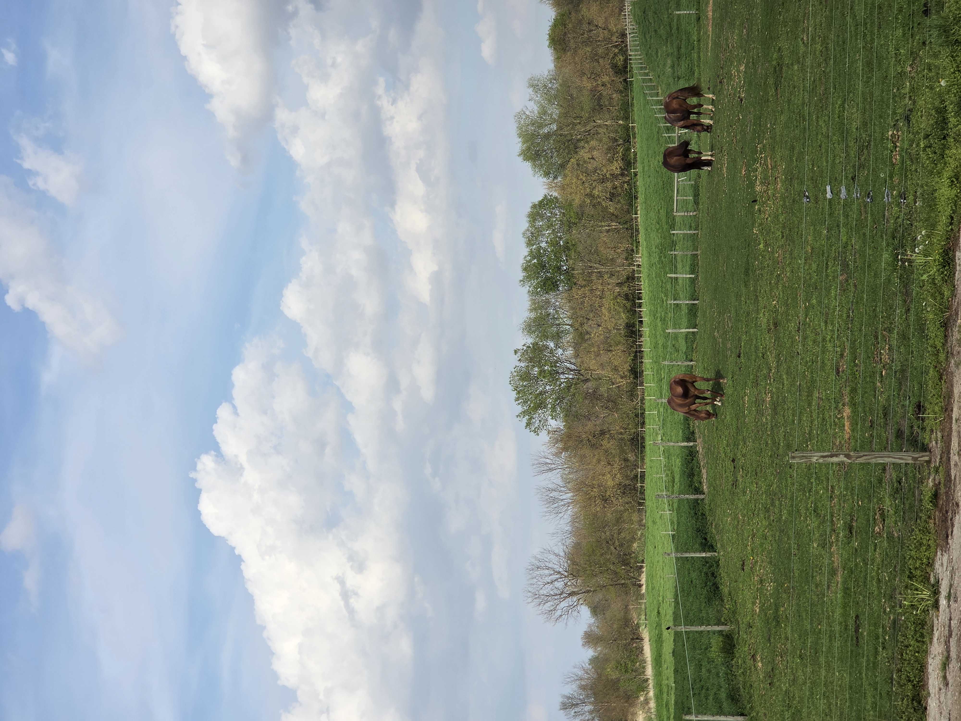 Happy grazing horses