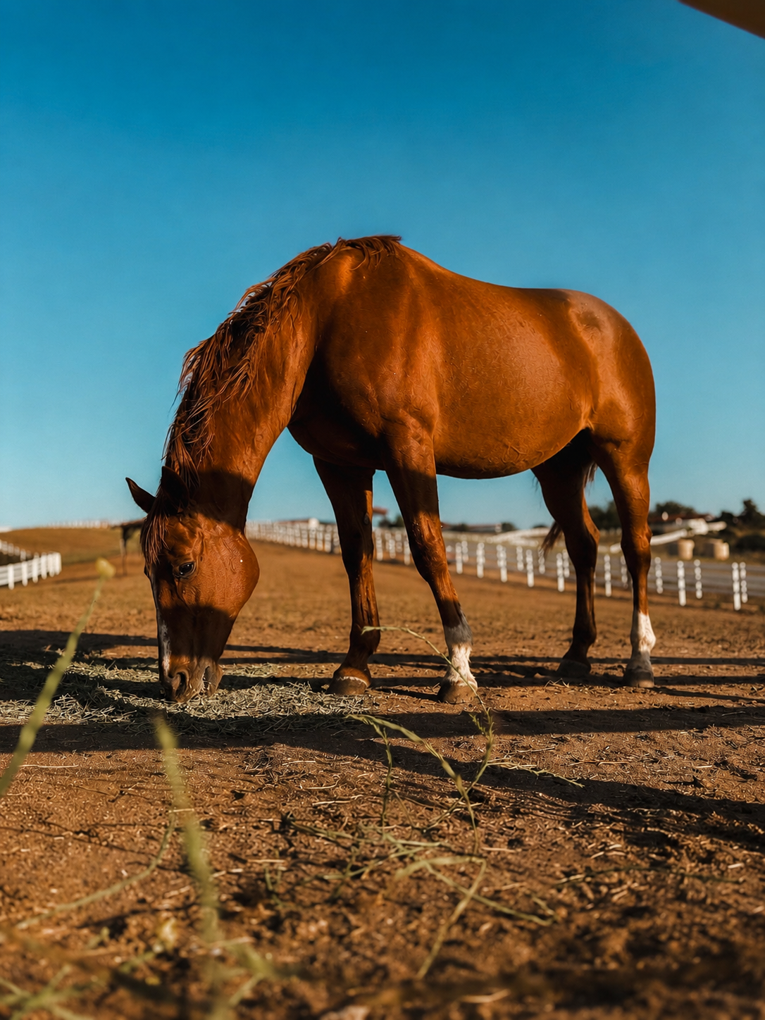 Happy Horse