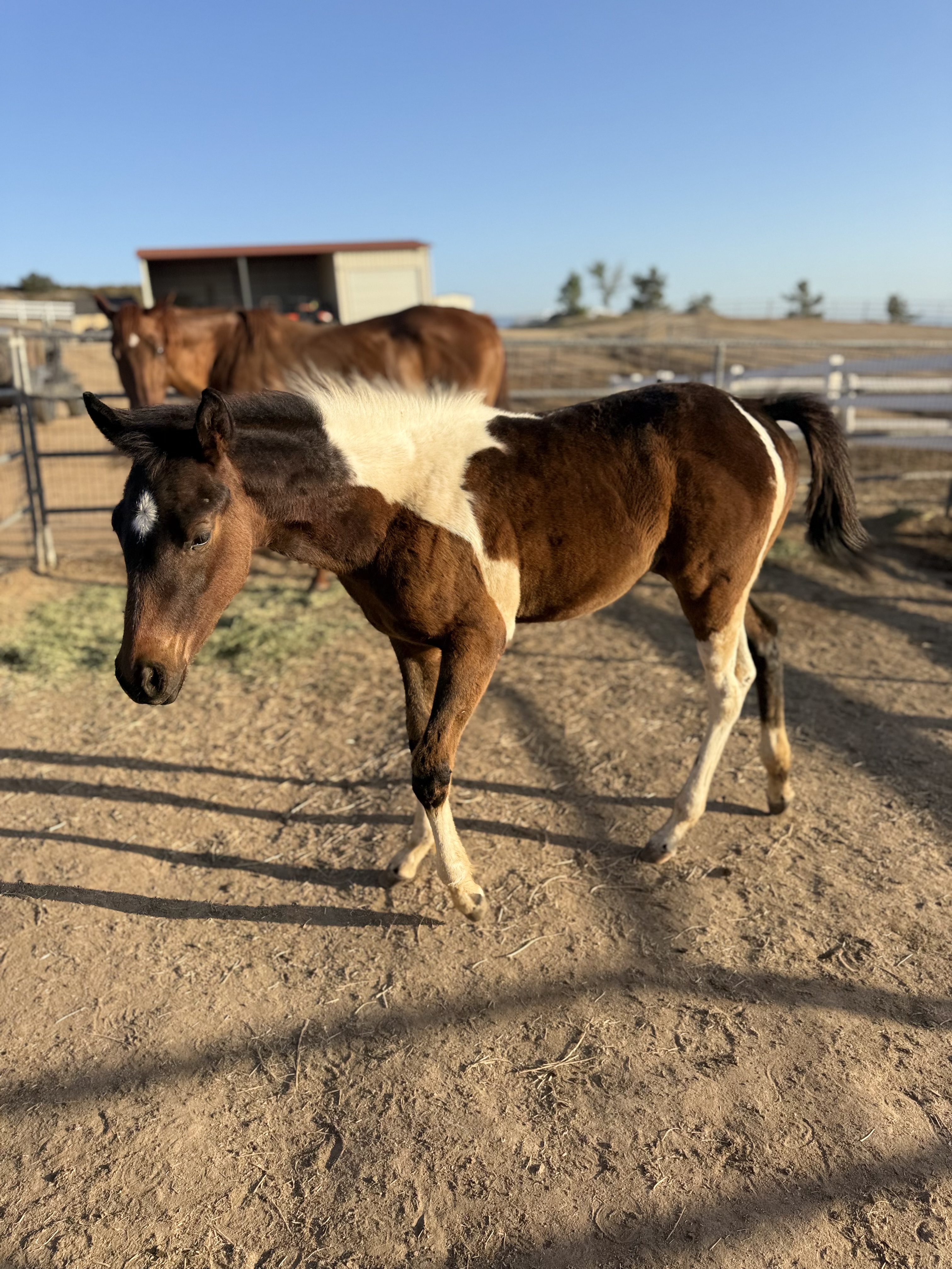 4 Month Old Filly Born on the Ranch