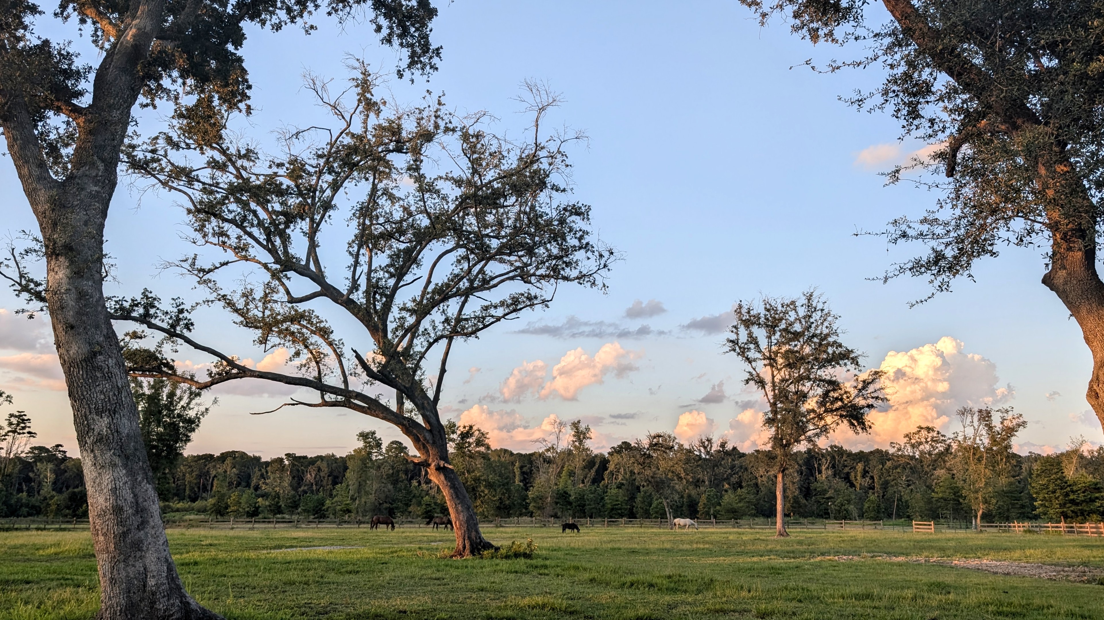 Pasture 3