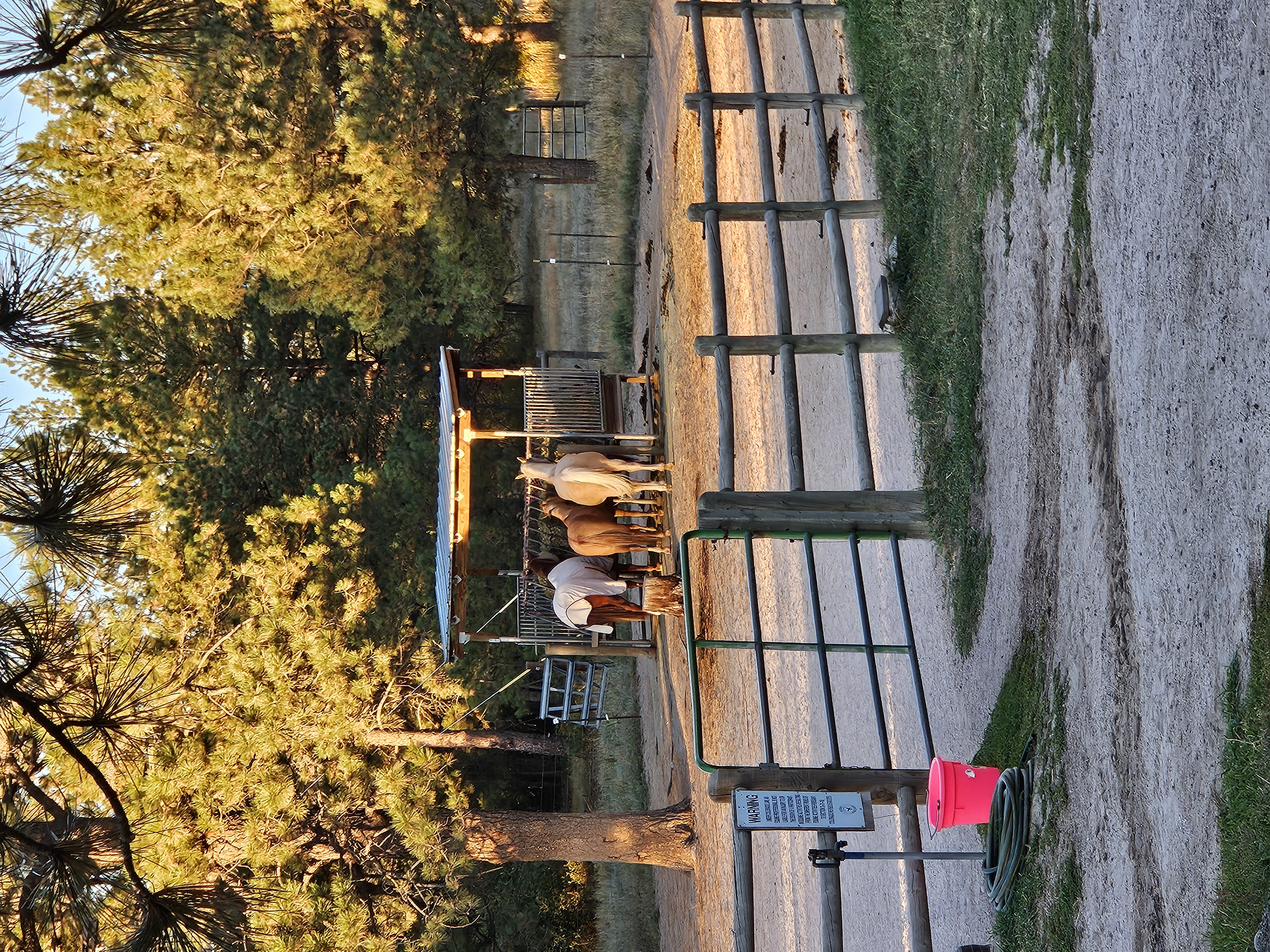 Lower paddock