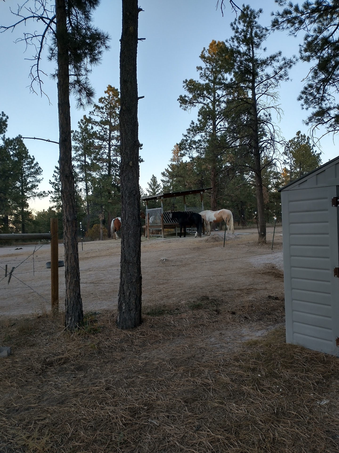 Upper paddock