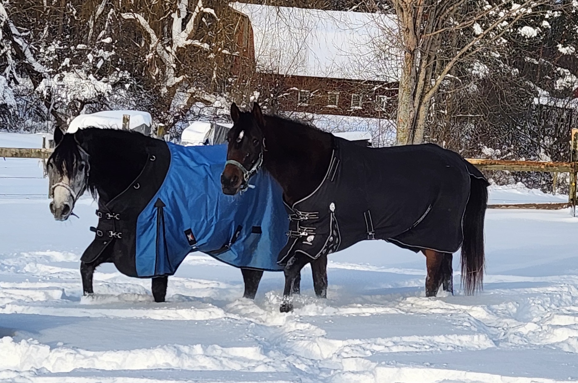 Blanketed in winter per owner request
