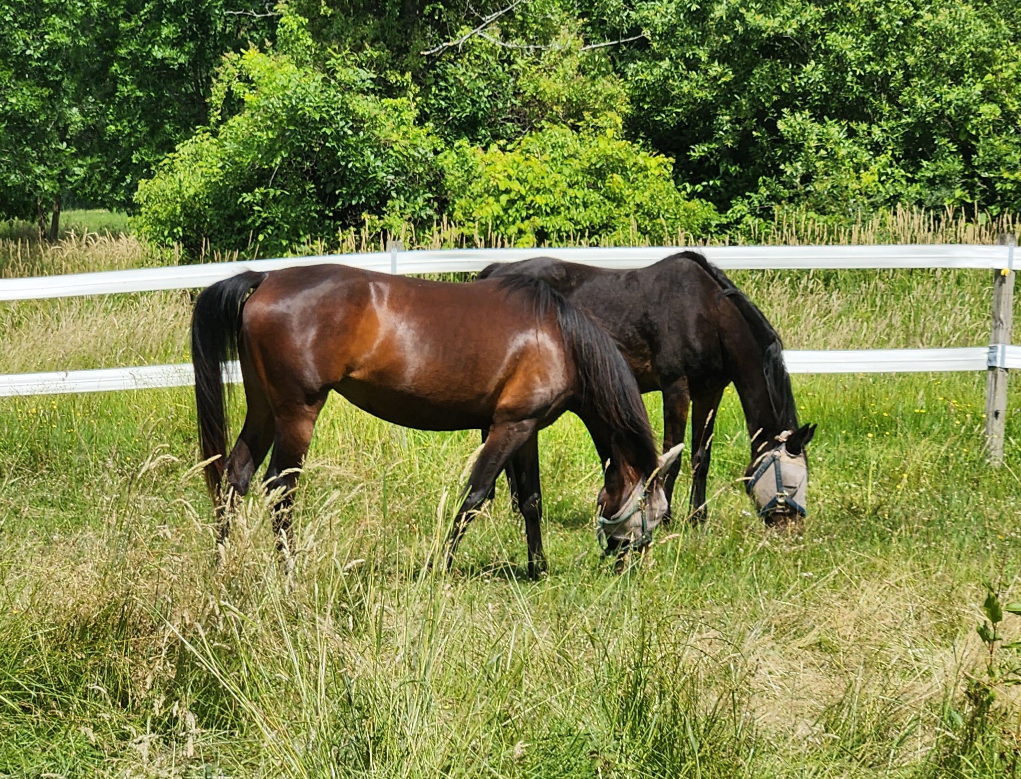 Young or old horses we love them all