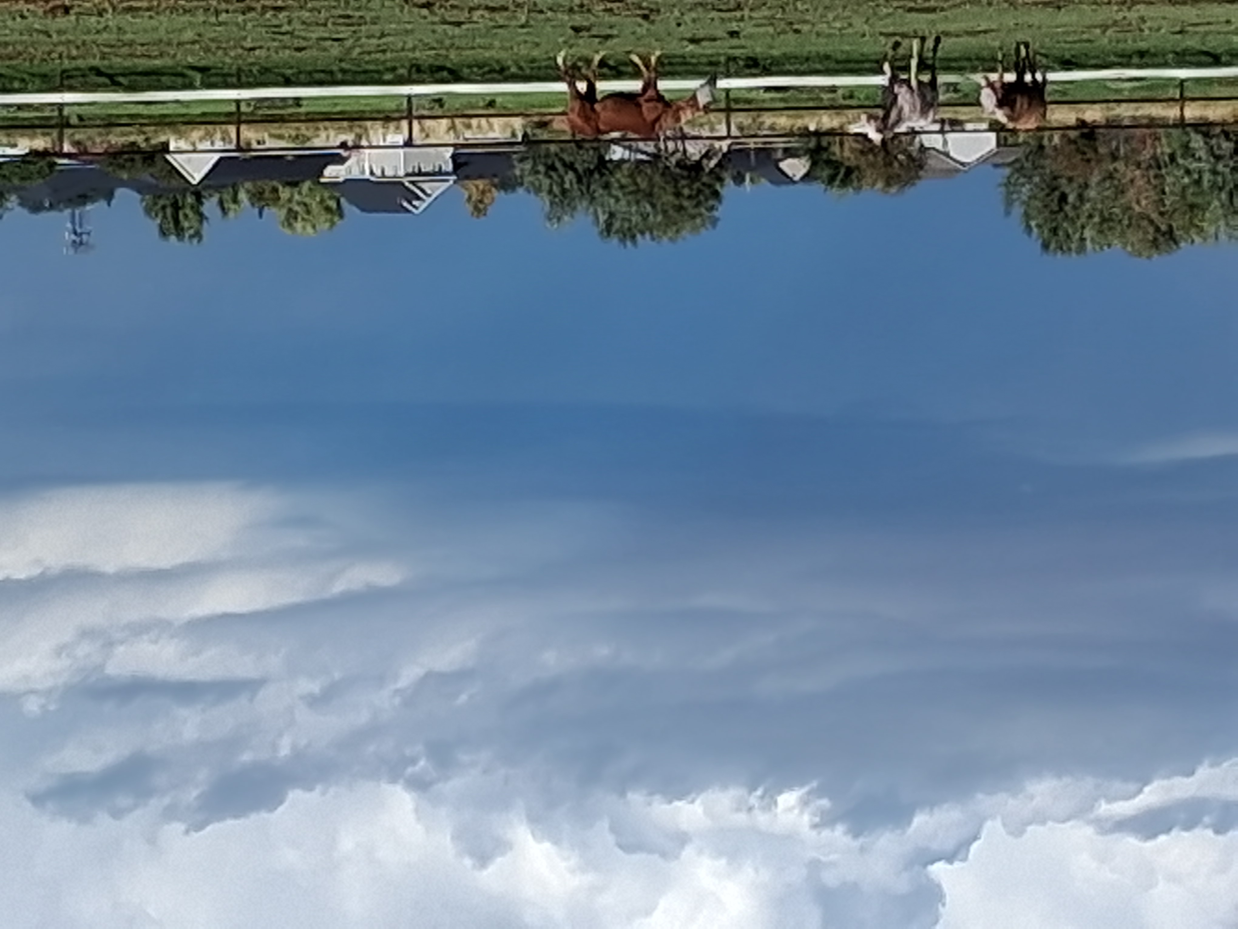 Chill, happy pasture living