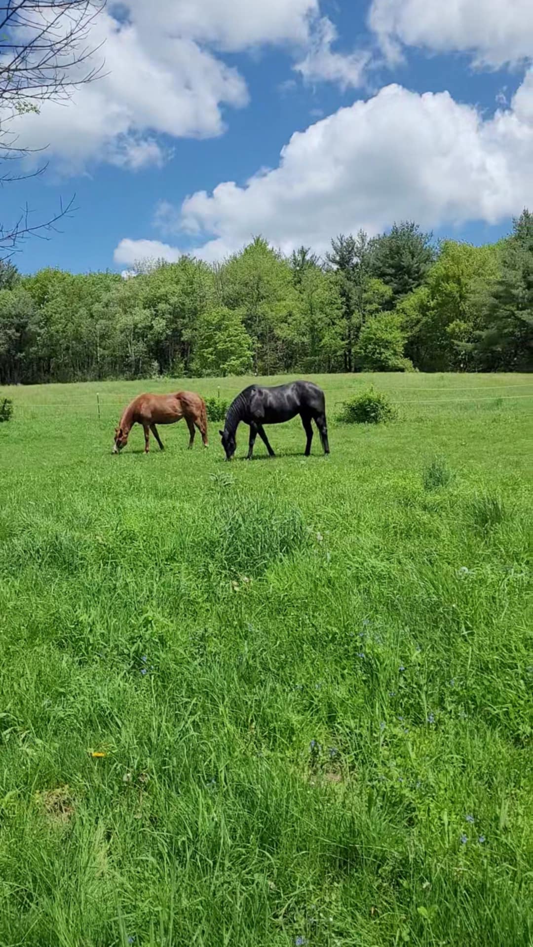 Pasture