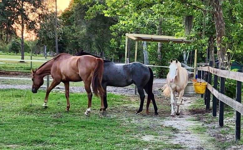 Pastures