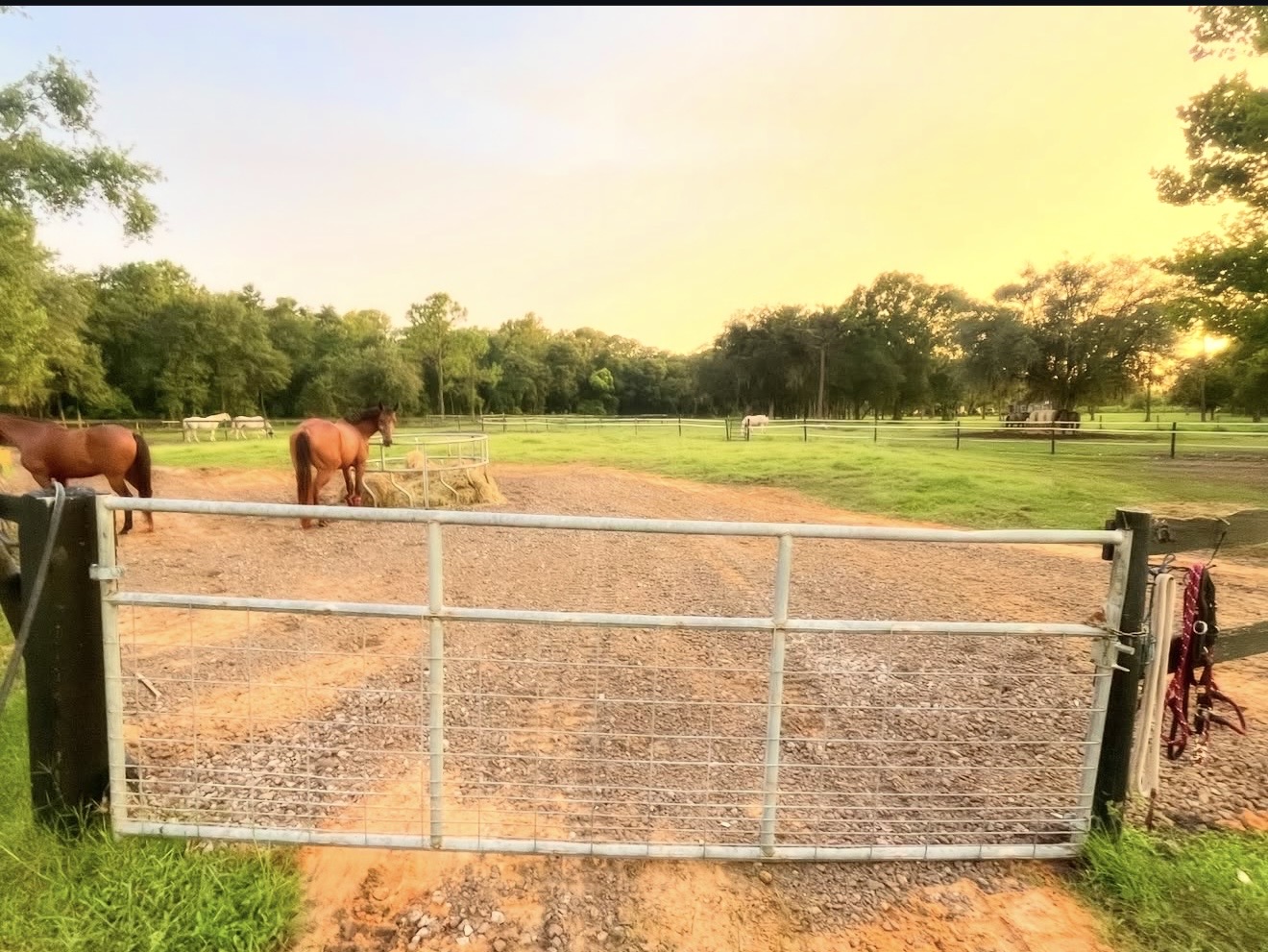 Pastures