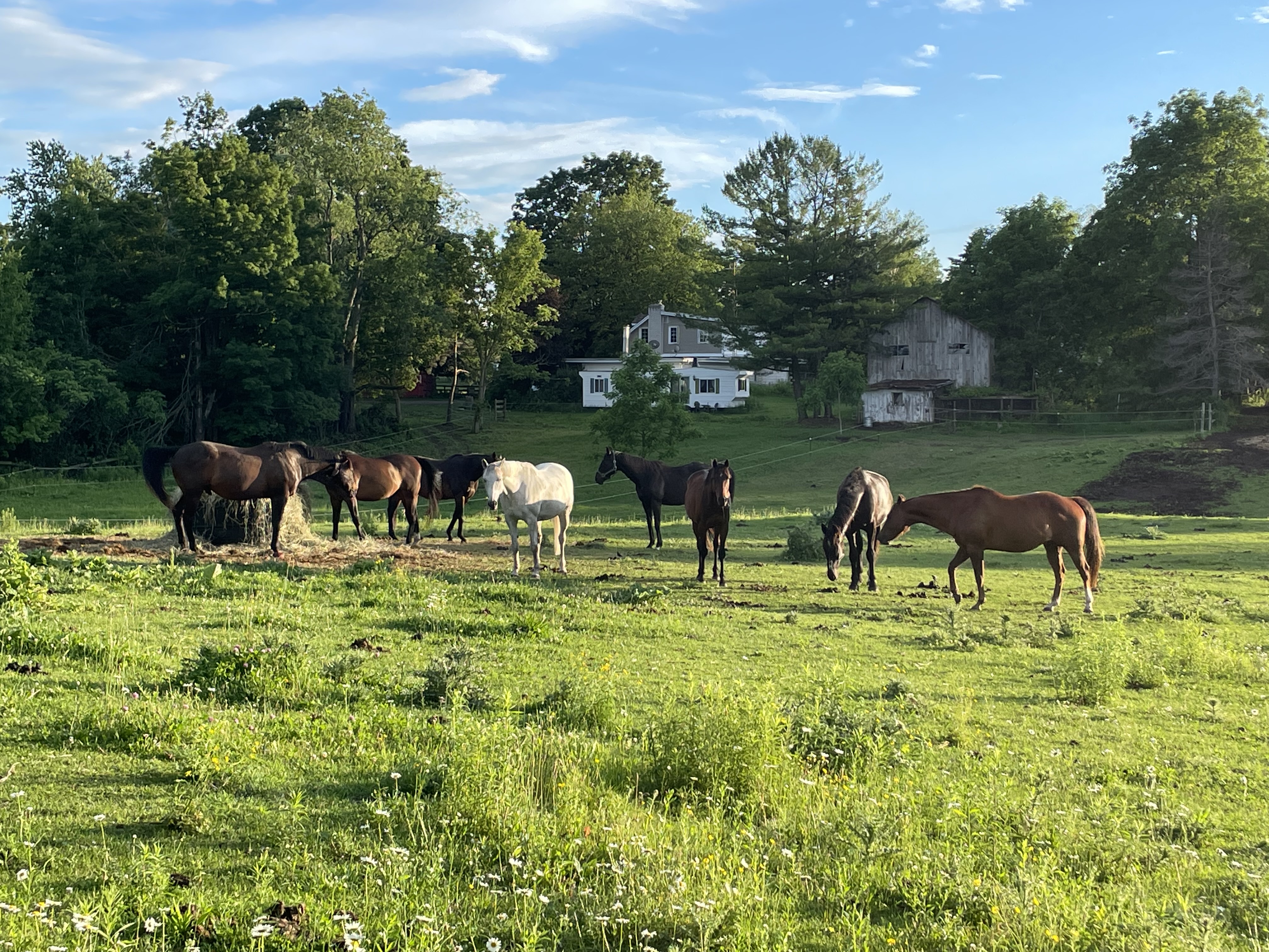 Gelding paddock
