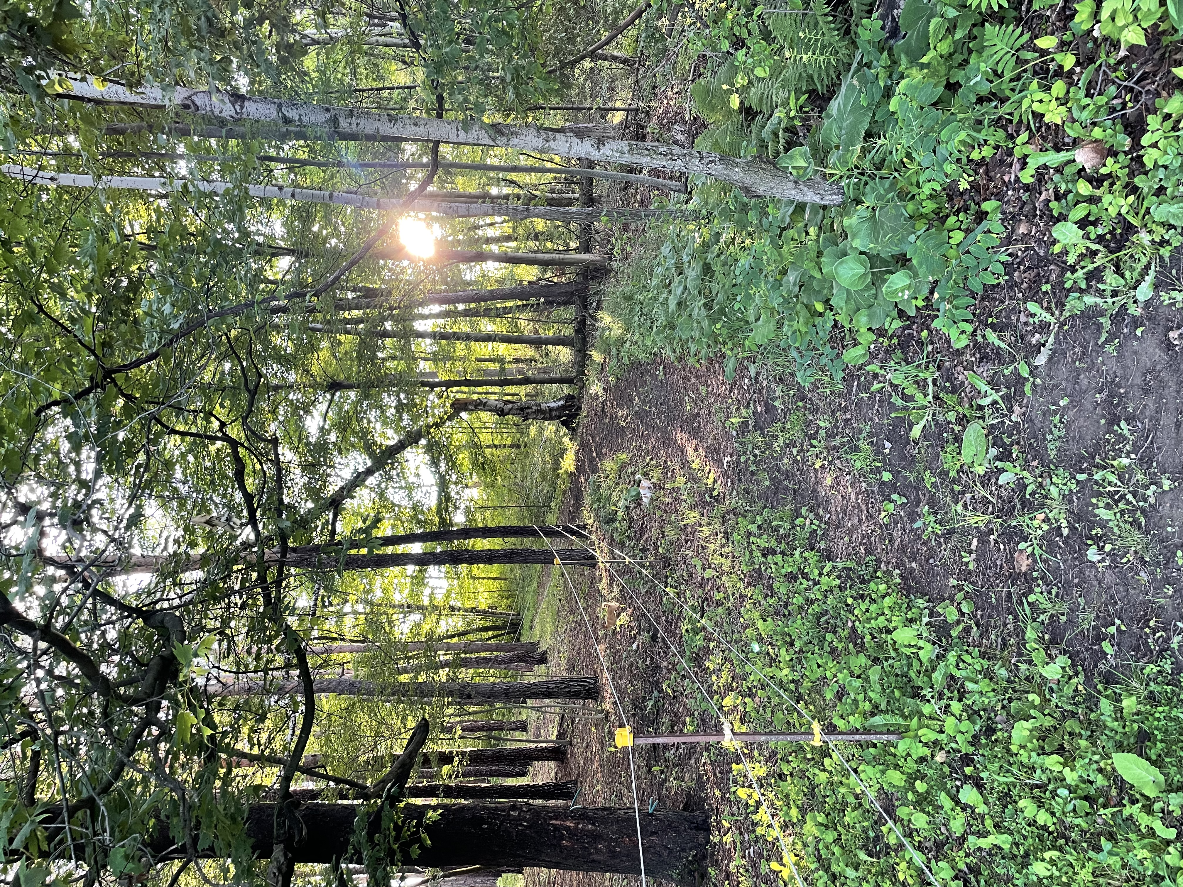 Some of the trails