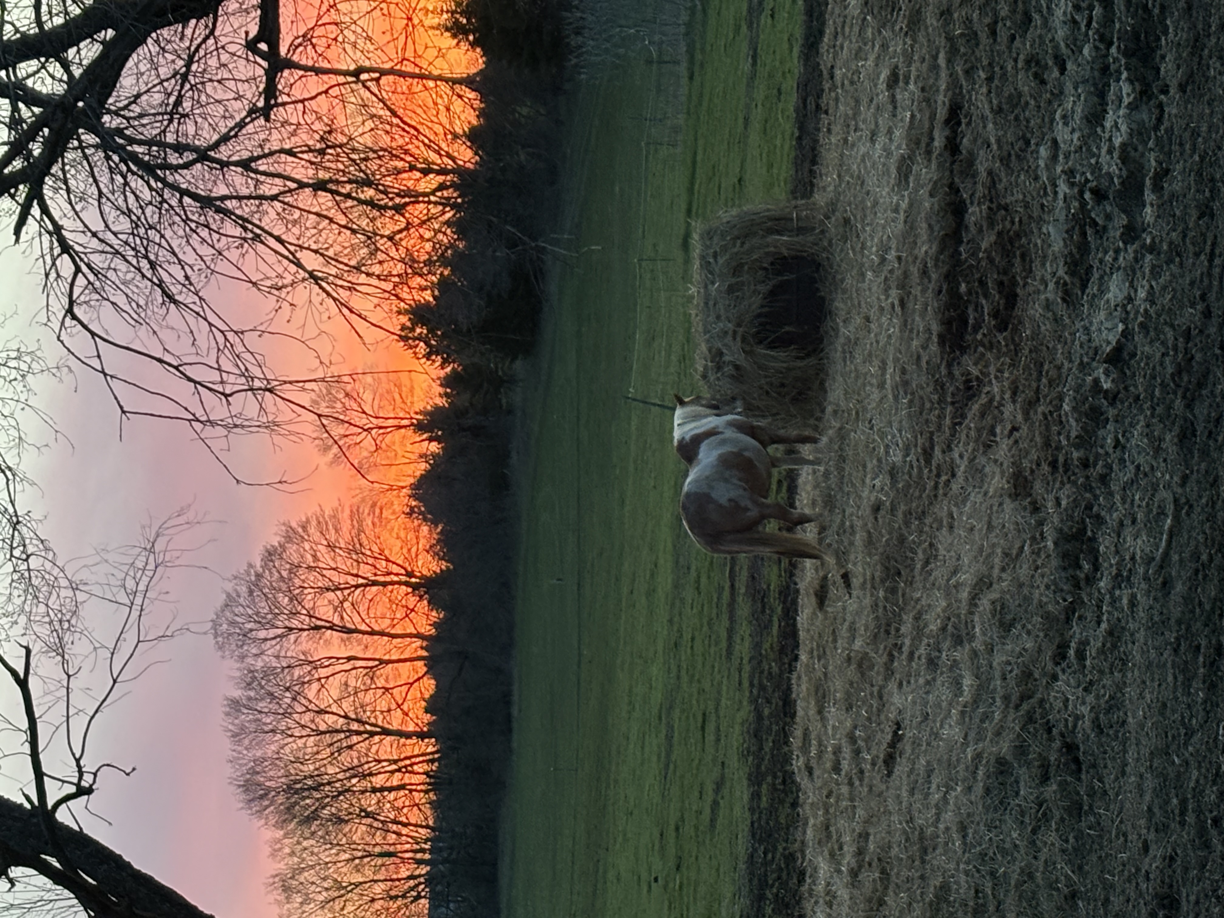 Grace in the mare paddock
