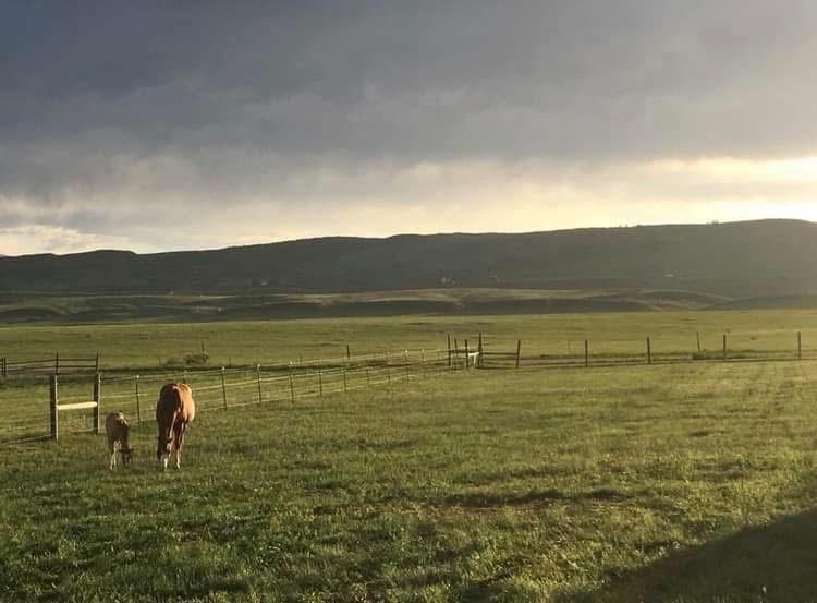 Pasture turnouts