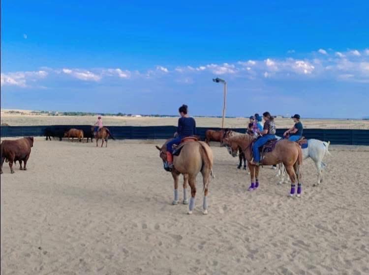 Cattle lessons