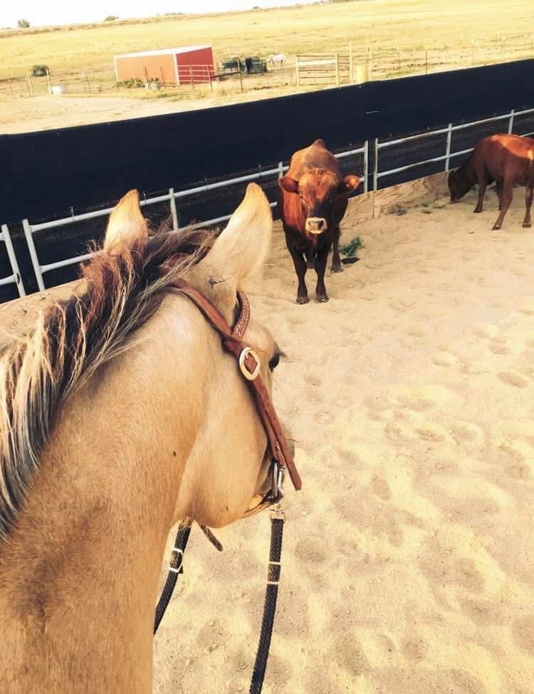 Cattle lessons