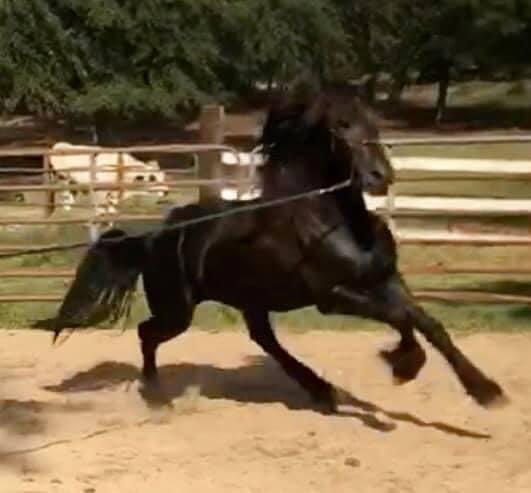 Friesian 2