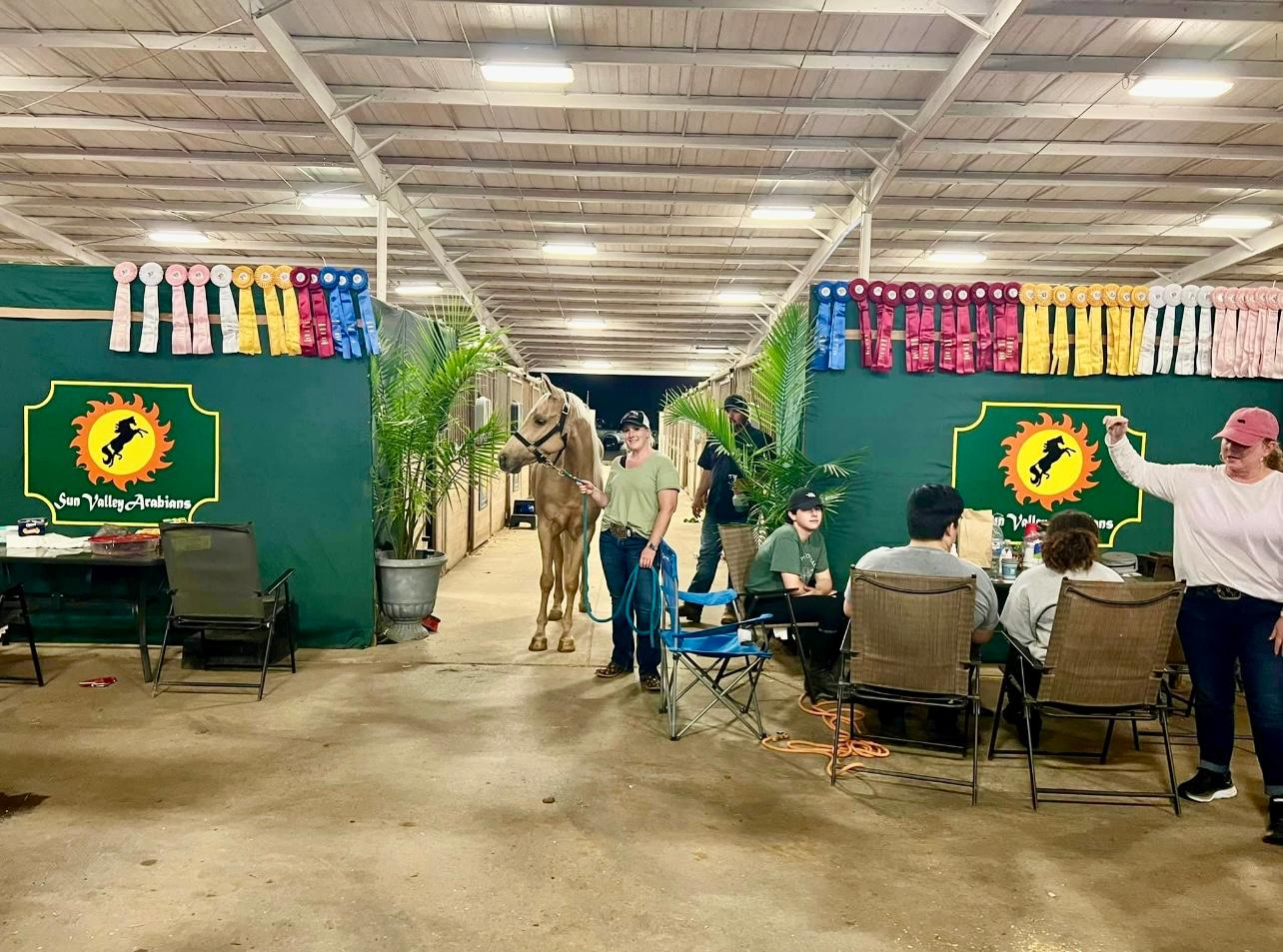 Sun Valley Arabians Perry Ga horse show