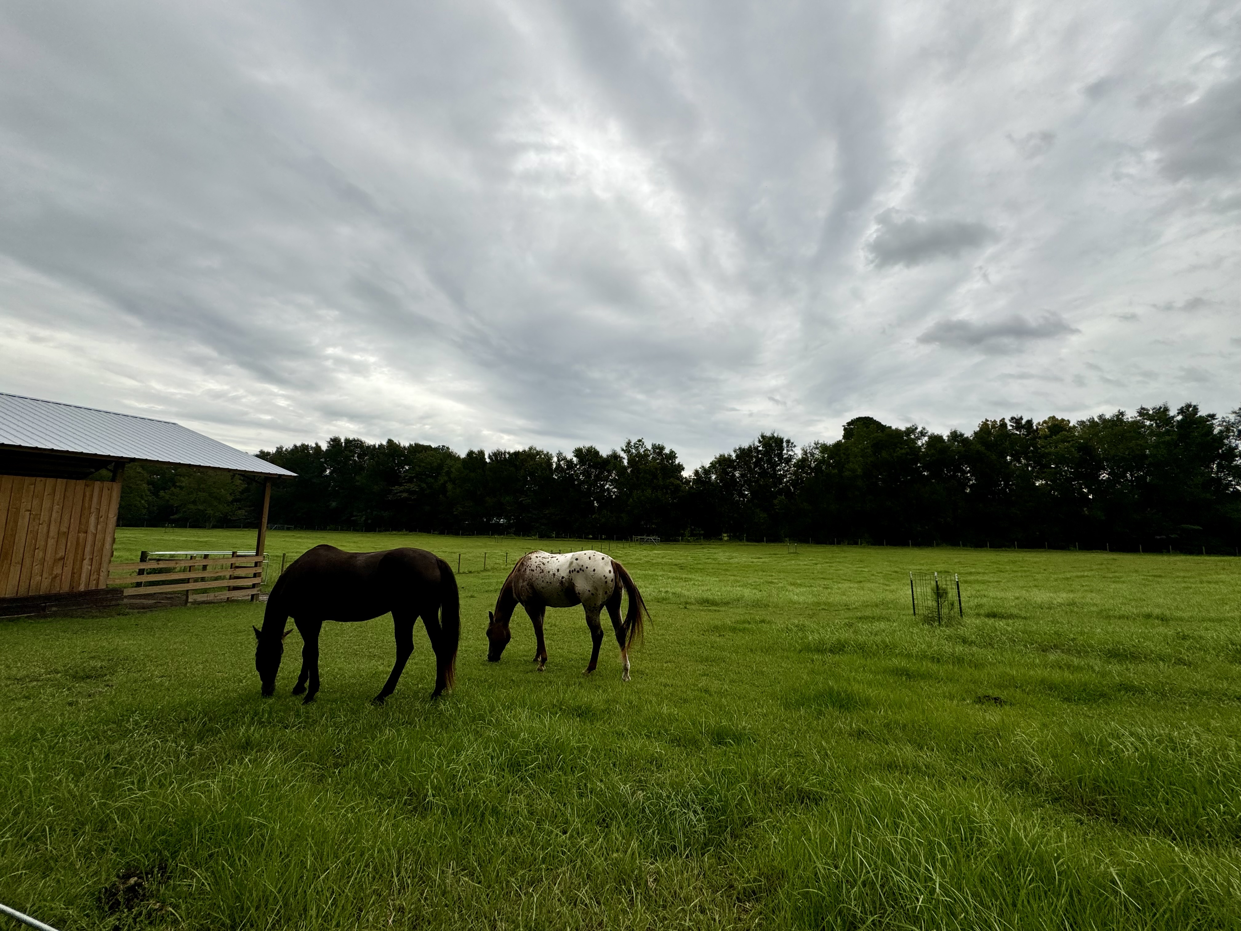 Pasture
