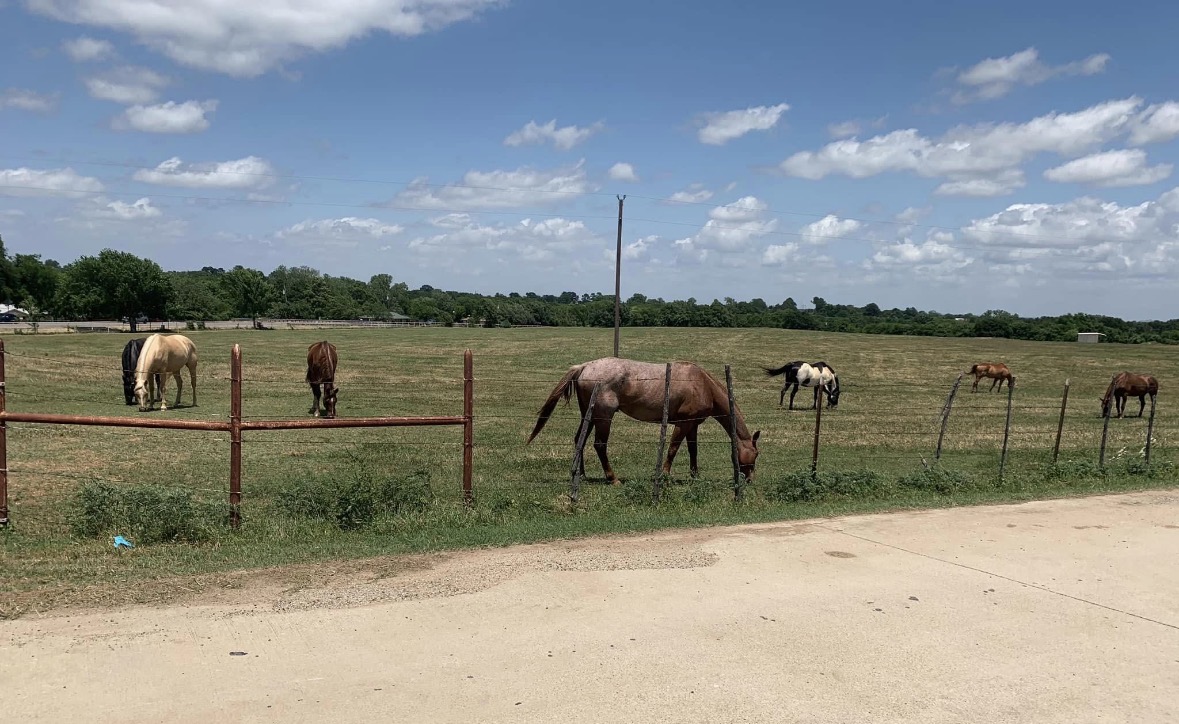 Gelding pasture board
