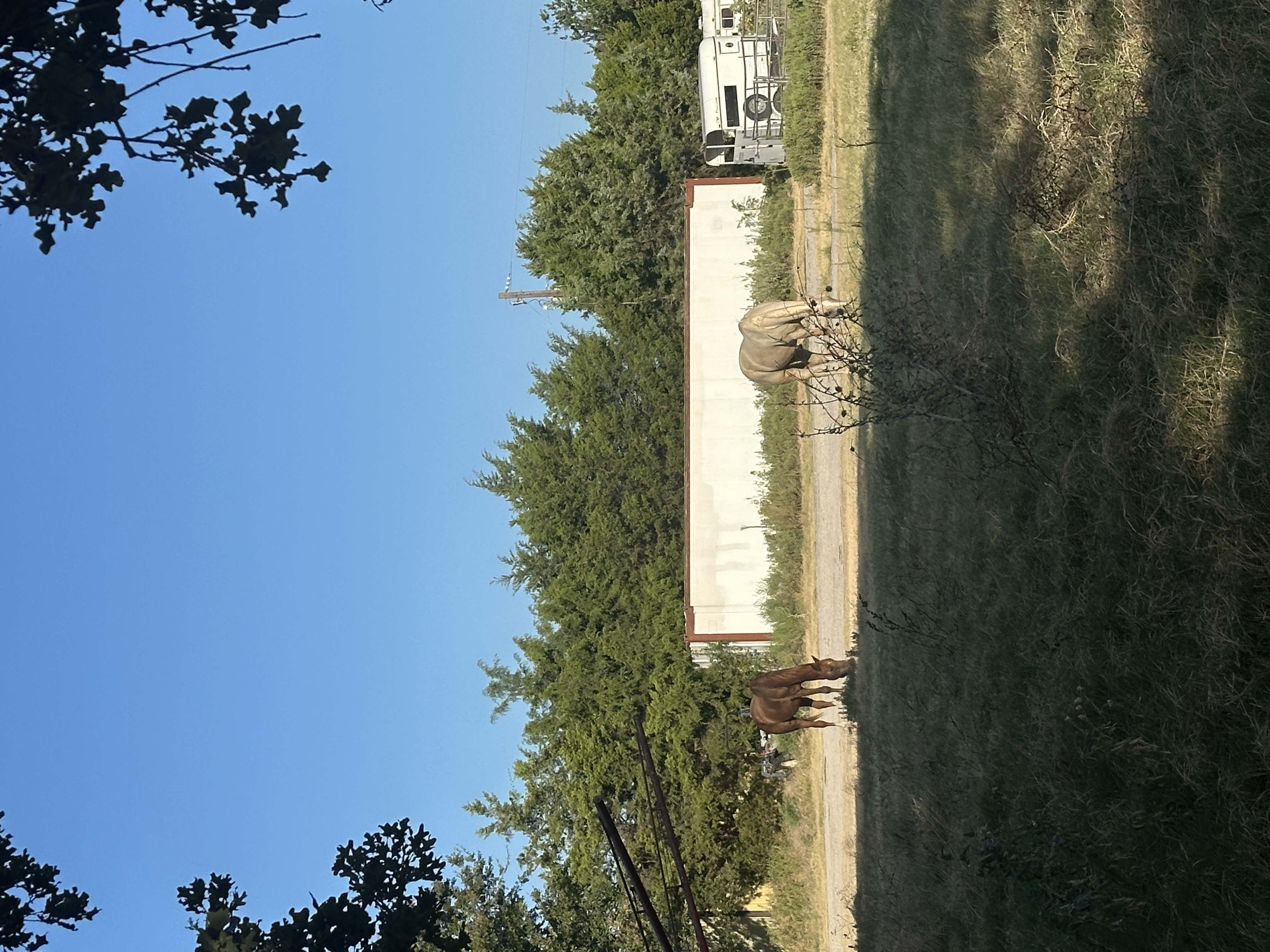 Gelding turnout