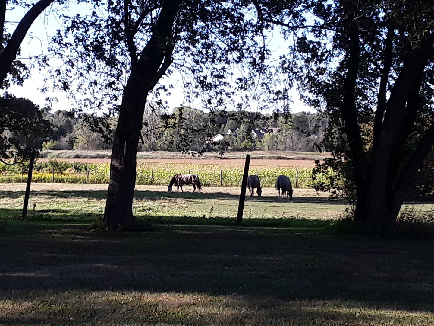 Image of one of the outdoor boarding green pasture
