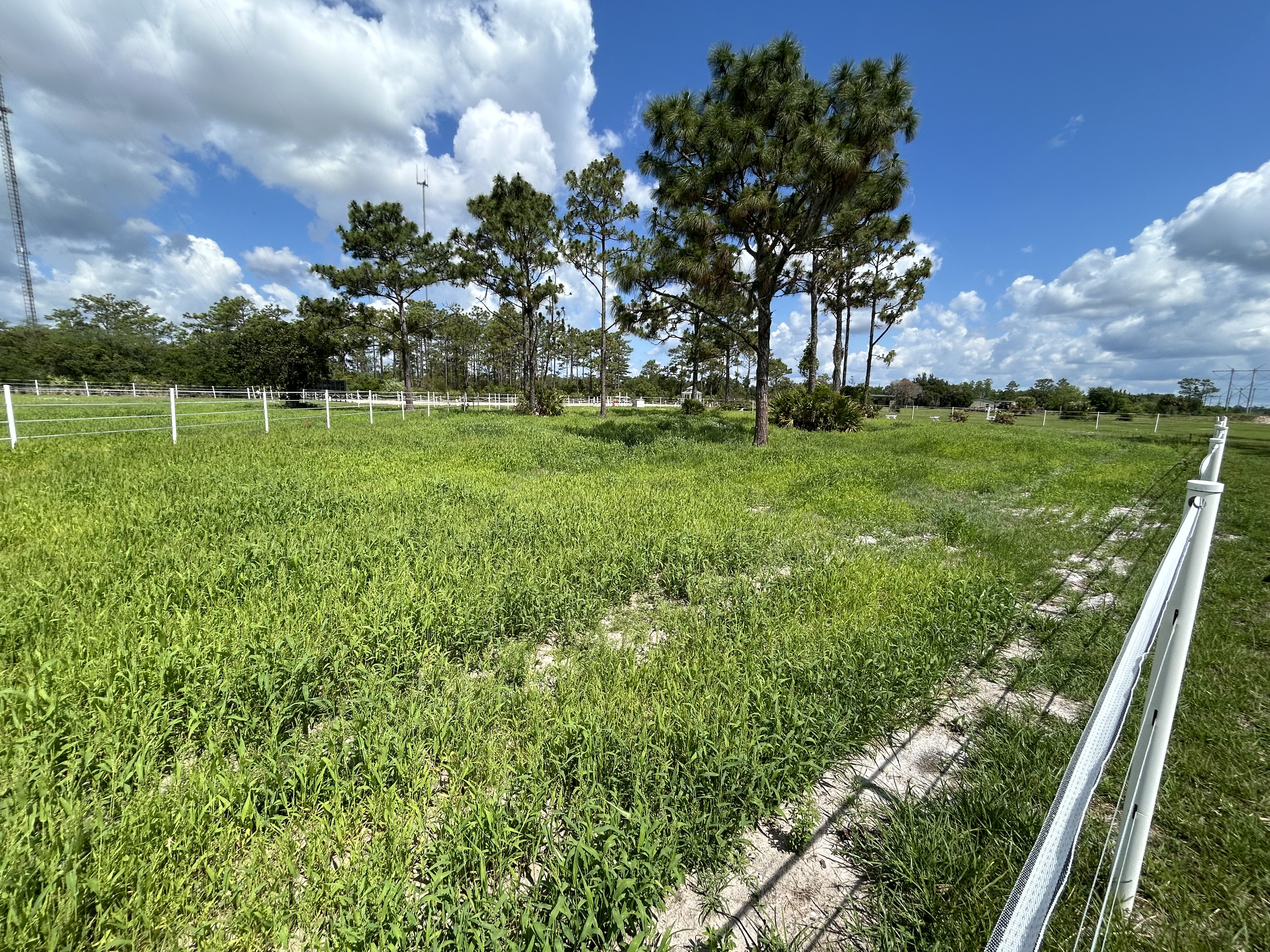 Grass Pastures